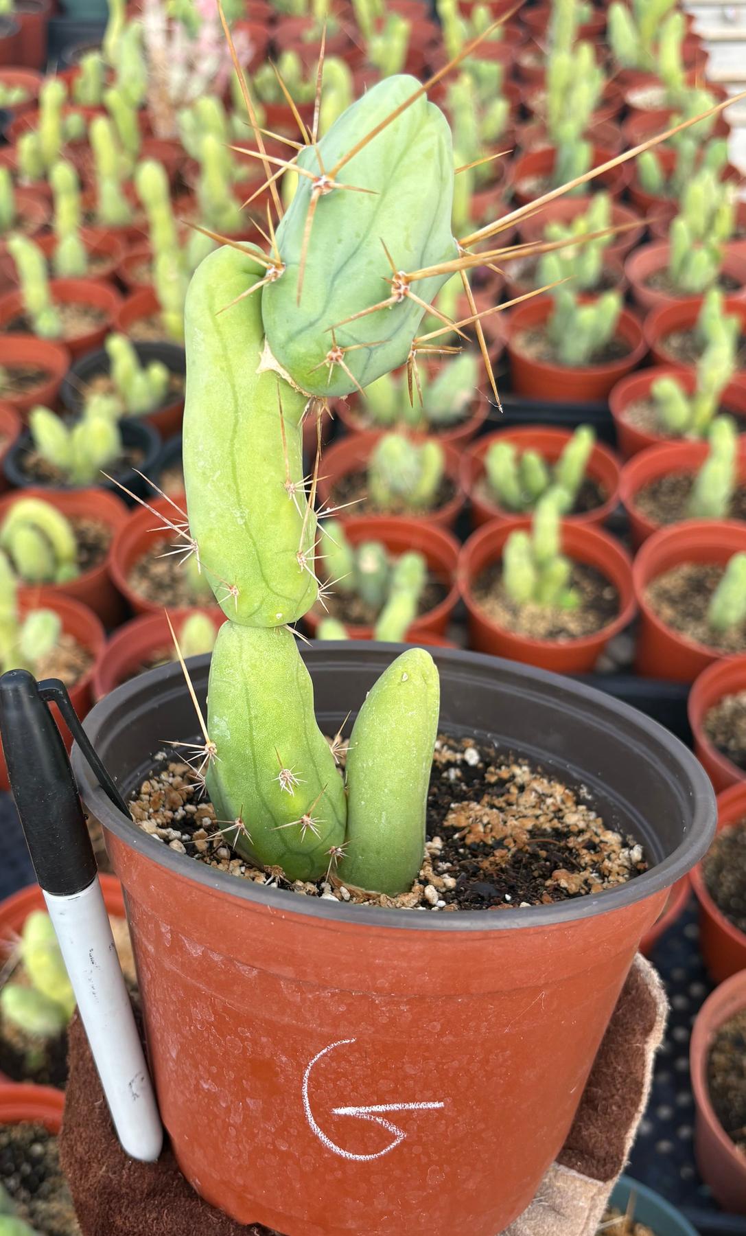 Trichocereus bridgesii forma monstrose TBM inermis aka Ornamental Penis Cactus Plant-Cactus - Medium-The Succulent Source