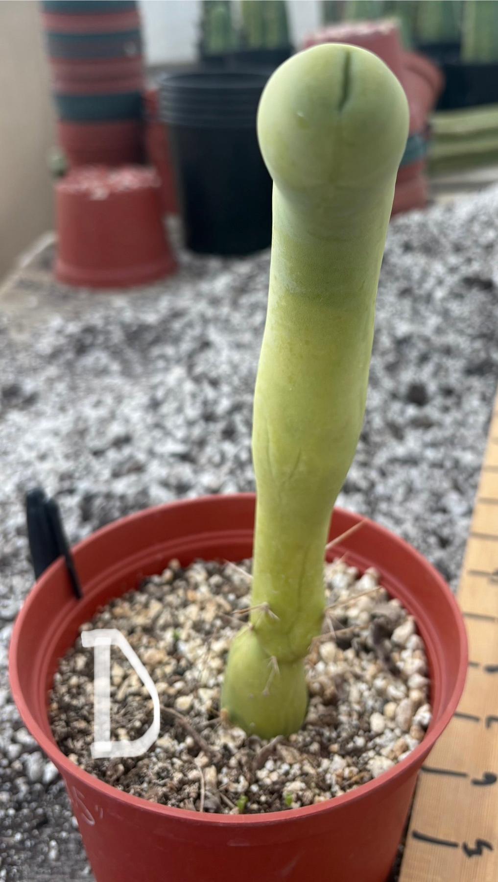 Trichocereus bridgesii forma monstrose TBM inermis aka Ornamental Penis Cactus Plant-Cactus - Medium-The Succulent Source