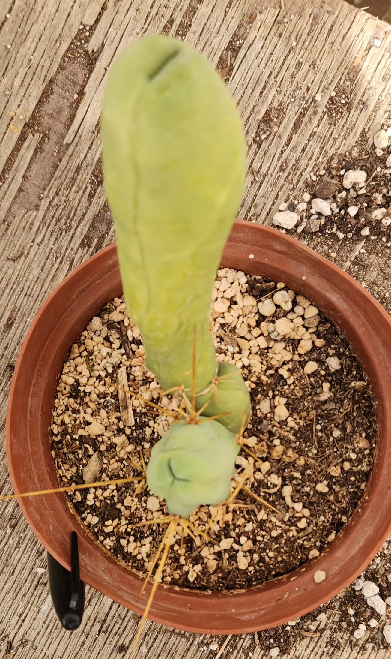 Trichocereus bridgesii forma monstrose TBM inermis aka Ornamental Penis Cactus Plant-Cactus - Medium-The Succulent Source