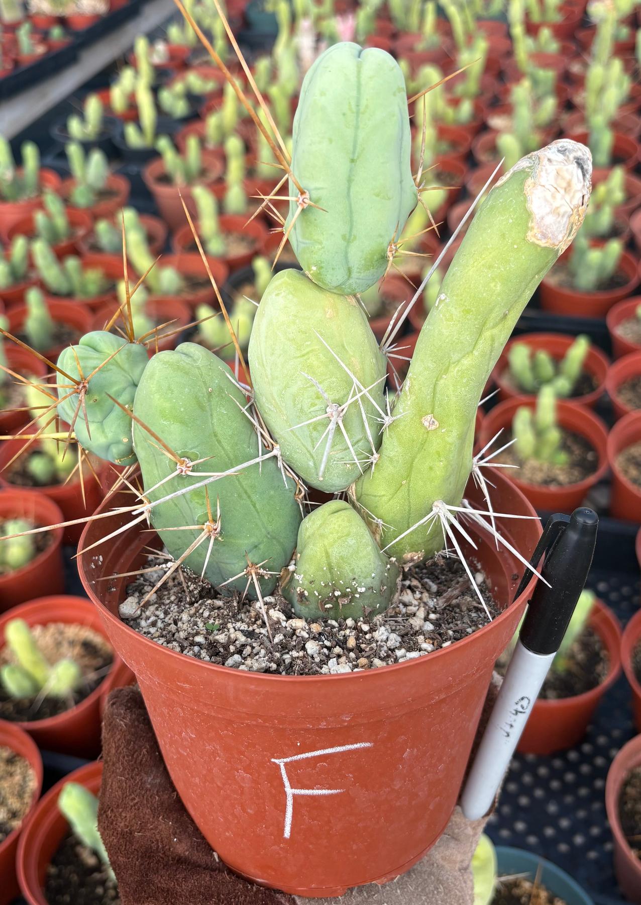 Trichocereus bridgesii forma monstrose TBM inermis aka Ornamental Penis Cactus Plant-Cactus - Medium-The Succulent Source