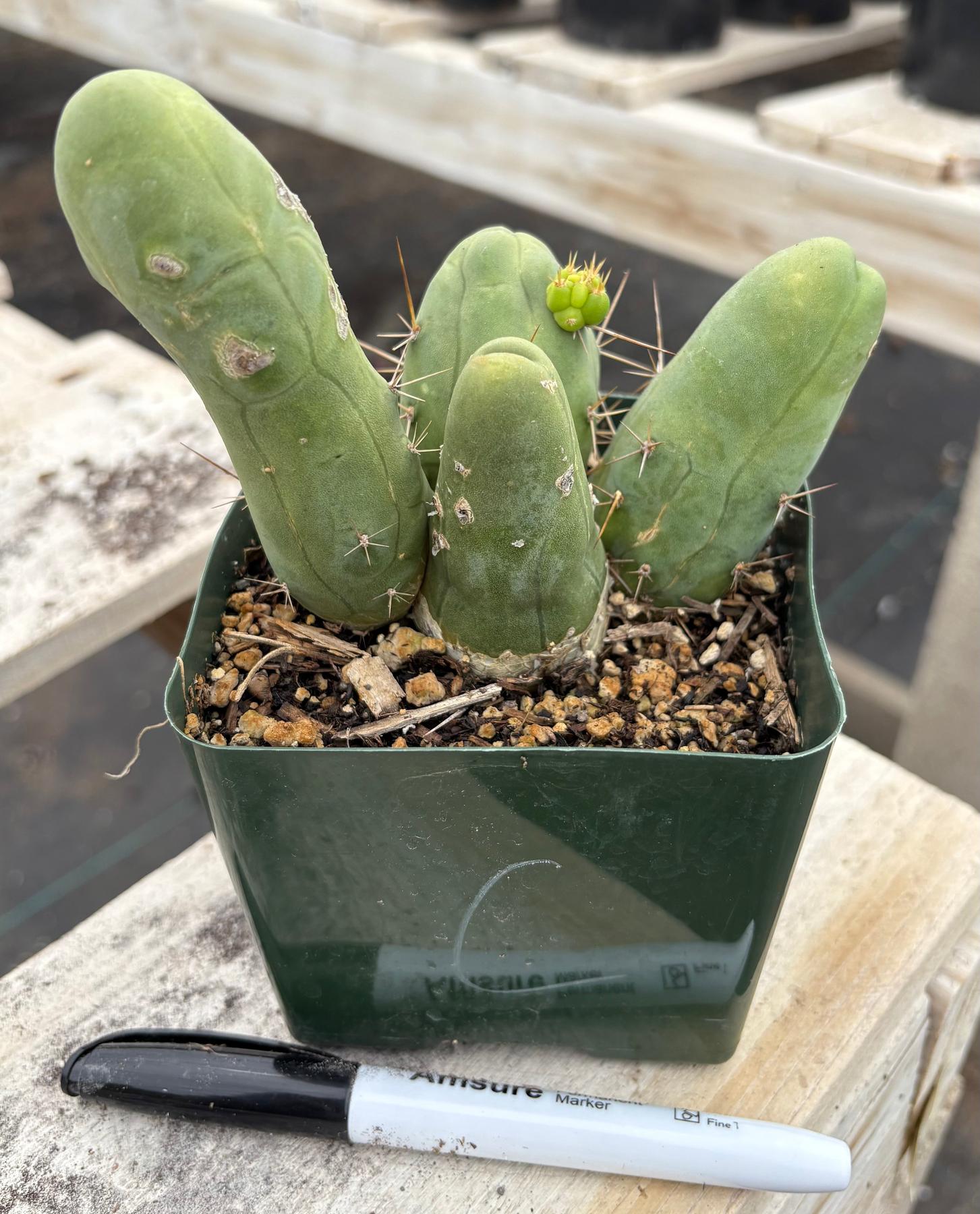 Trichocereus bridgesii forma monstrose TBM inermis aka Ornamental Penis Cactus Plant-Cactus - Medium-The Succulent Source