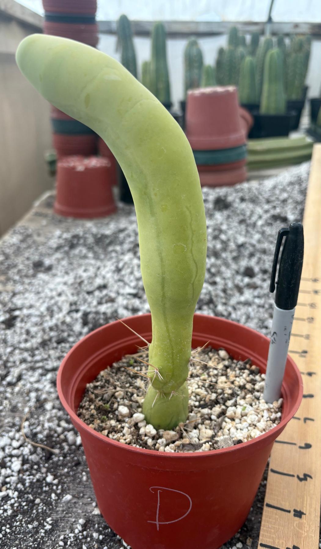 Trichocereus bridgesii forma monstrose TBM inermis aka Ornamental Penis Cactus Plant-Cactus - Medium-The Succulent Source