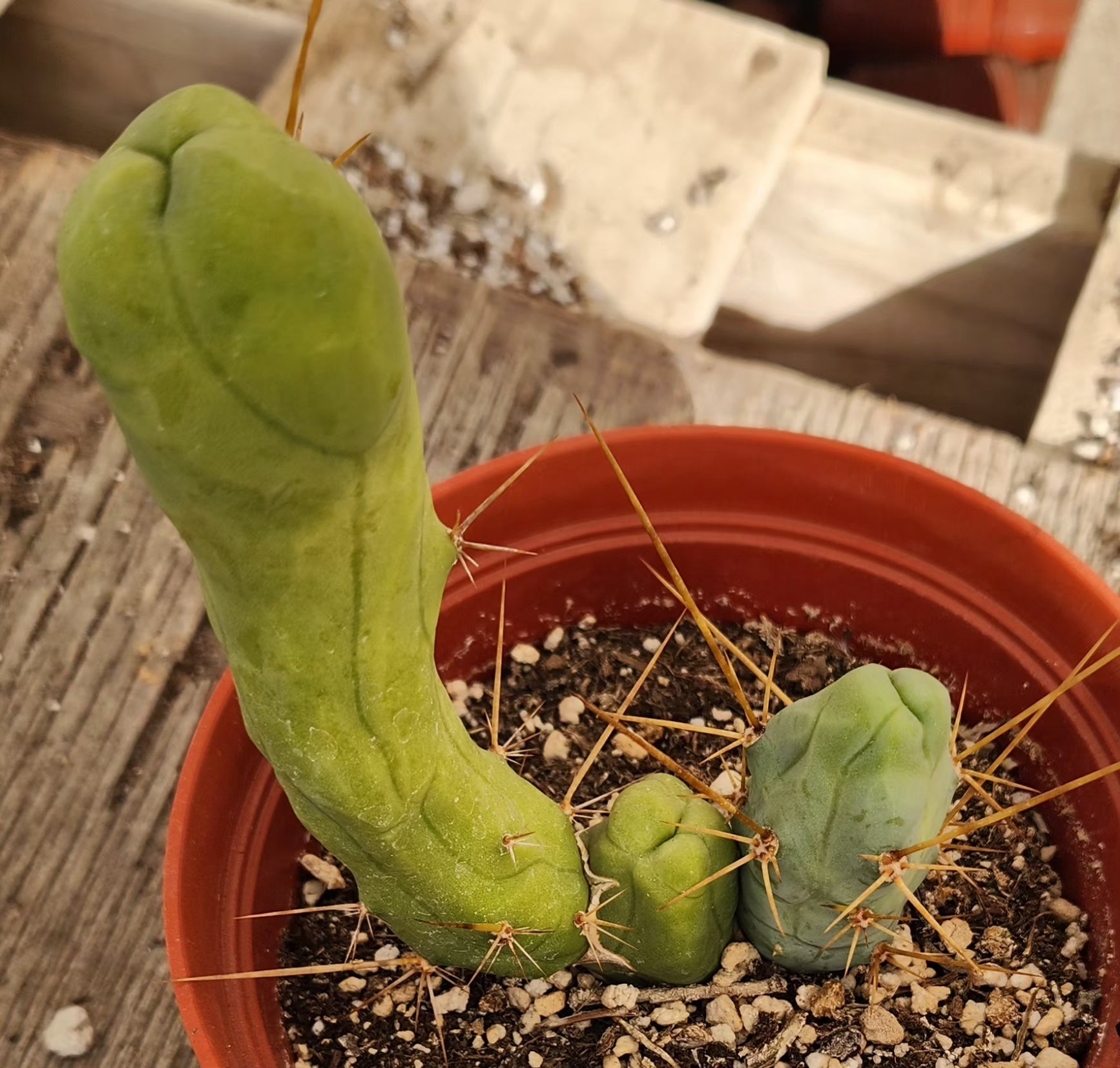 Trichocereus bridgesii forma monstrose TBM inermis aka Ornamental Penis Cactus Plant-Cactus - Medium-The Succulent Source