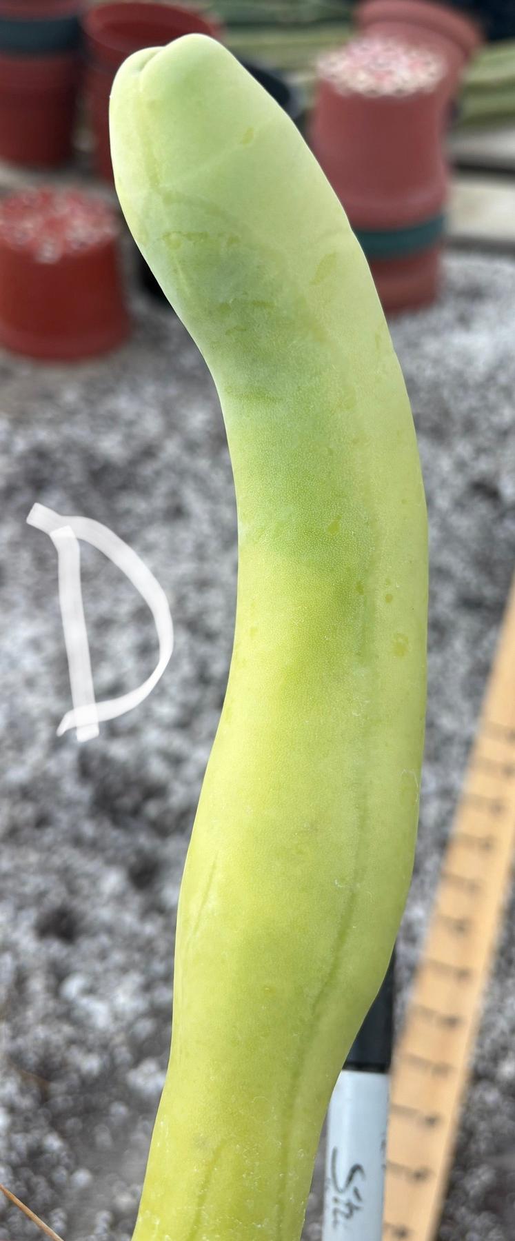 Trichocereus bridgesii forma monstrose TBM inermis aka Ornamental Penis Cactus Plant-Cactus - Medium-The Succulent Source