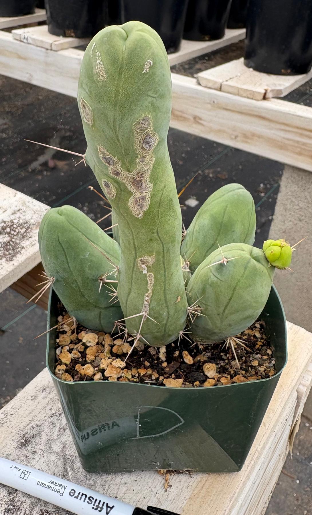 Trichocereus bridgesii forma monstrose TBM inermis aka Ornamental Penis Cactus Plant-Cactus - Medium-The Succulent Source