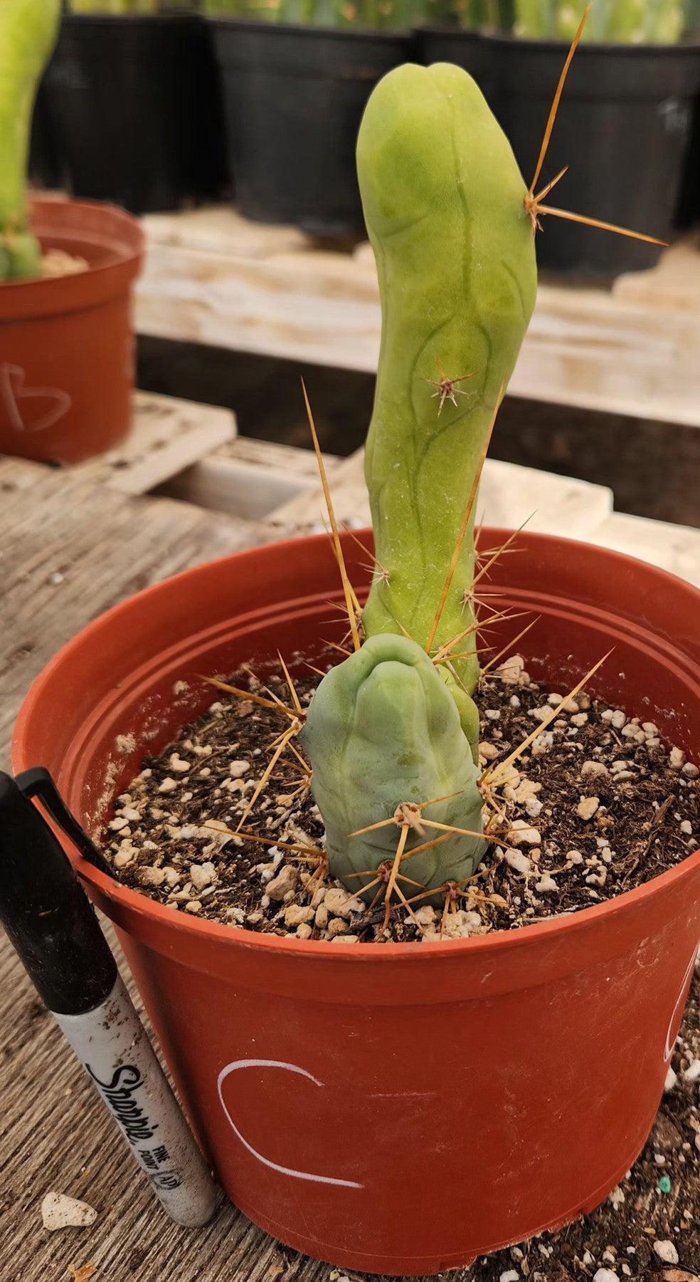 Trichocereus bridgesii forma monstrose TBM inermis aka Ornamental Penis Cactus Plant-Cactus - Medium-The Succulent Source