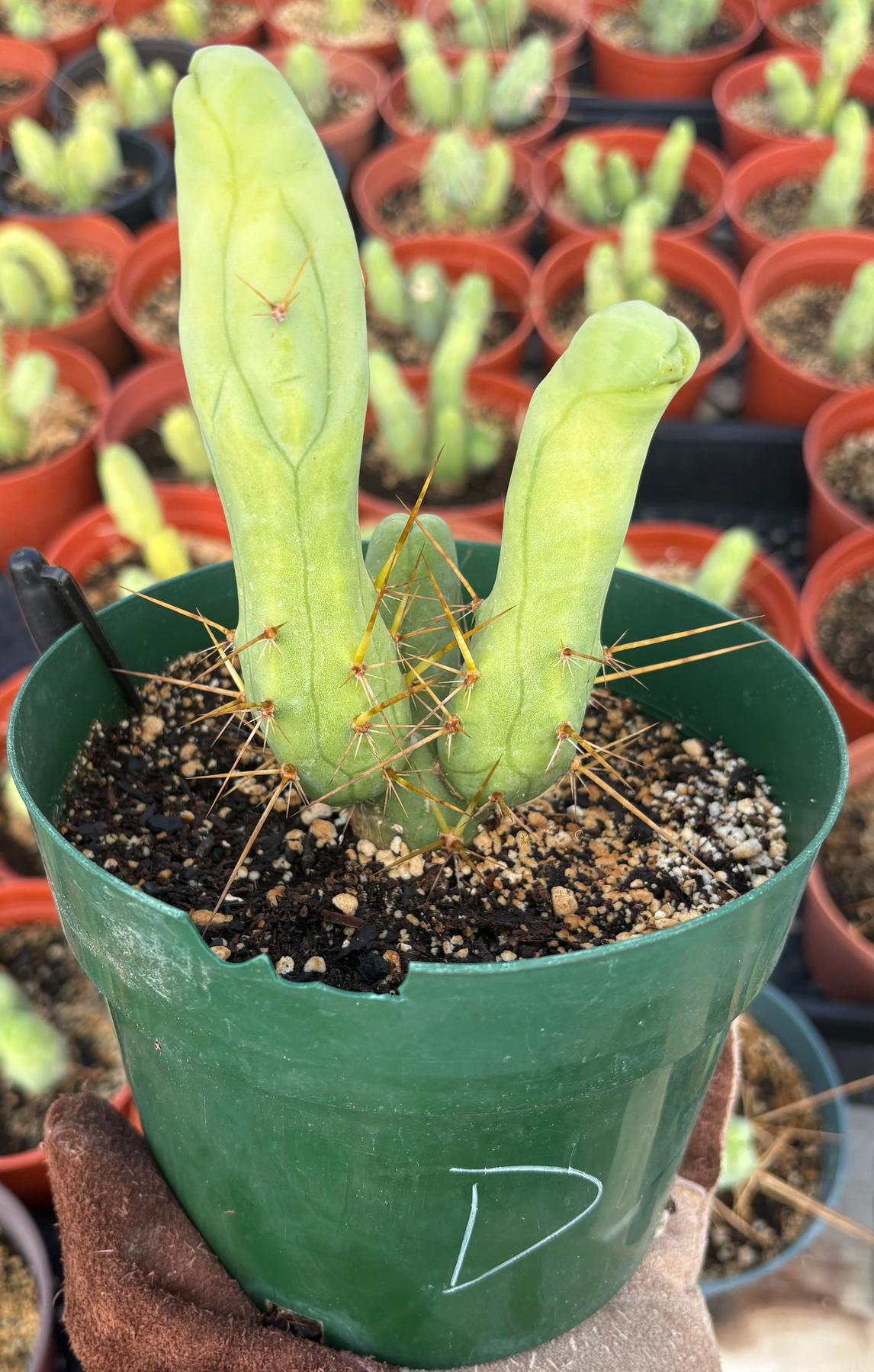 Trichocereus bridgesii forma monstrose TBM inermis aka Ornamental Penis Cactus Plant-Cactus - Medium-The Succulent Source