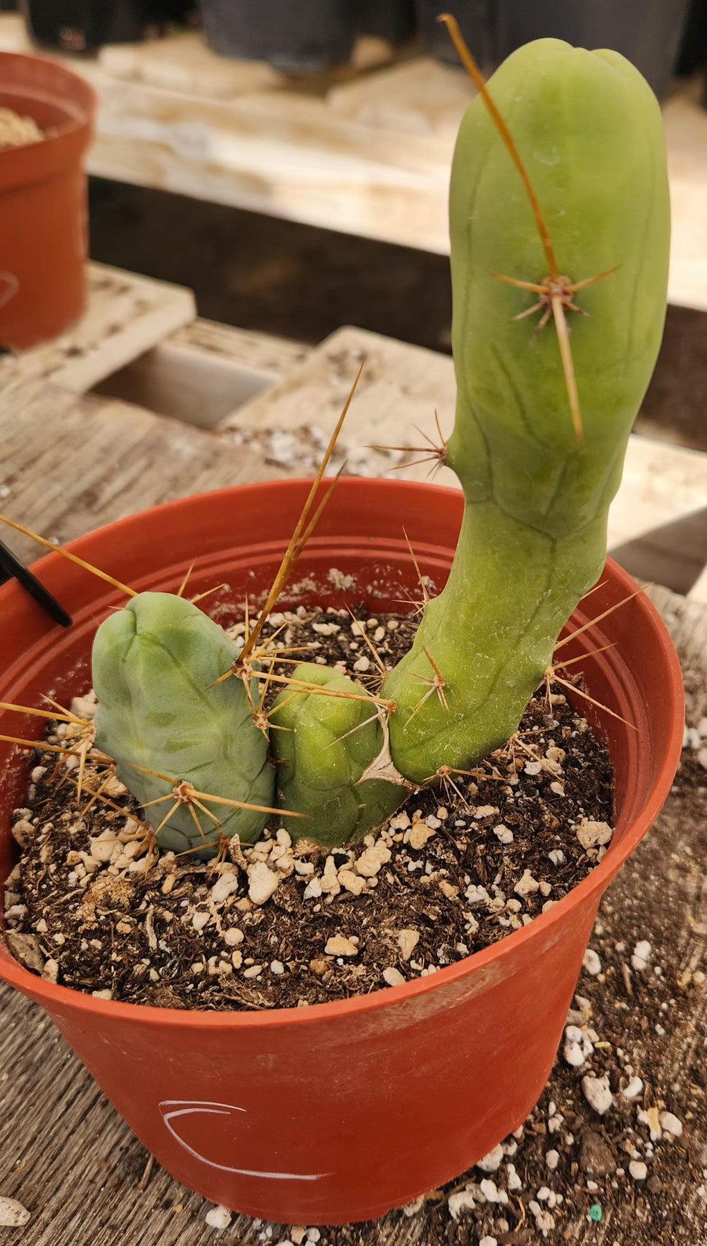 Trichocereus bridgesii forma monstrose TBM inermis aka Ornamental Penis Cactus Plant-Cactus - Medium-The Succulent Source