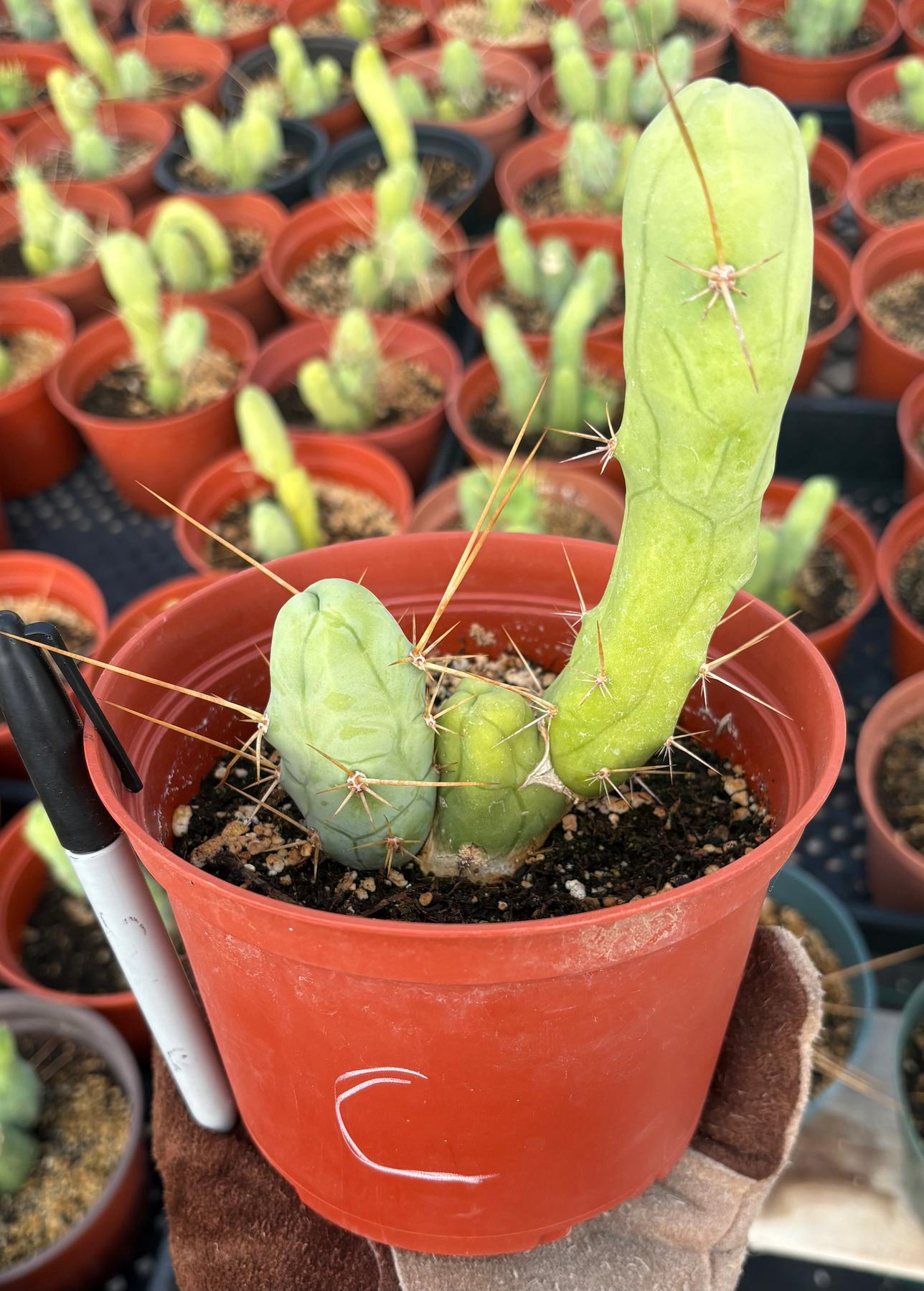 Trichocereus bridgesii forma monstrose TBM inermis aka Ornamental Penis Cactus Plant-Cactus - Medium-The Succulent Source