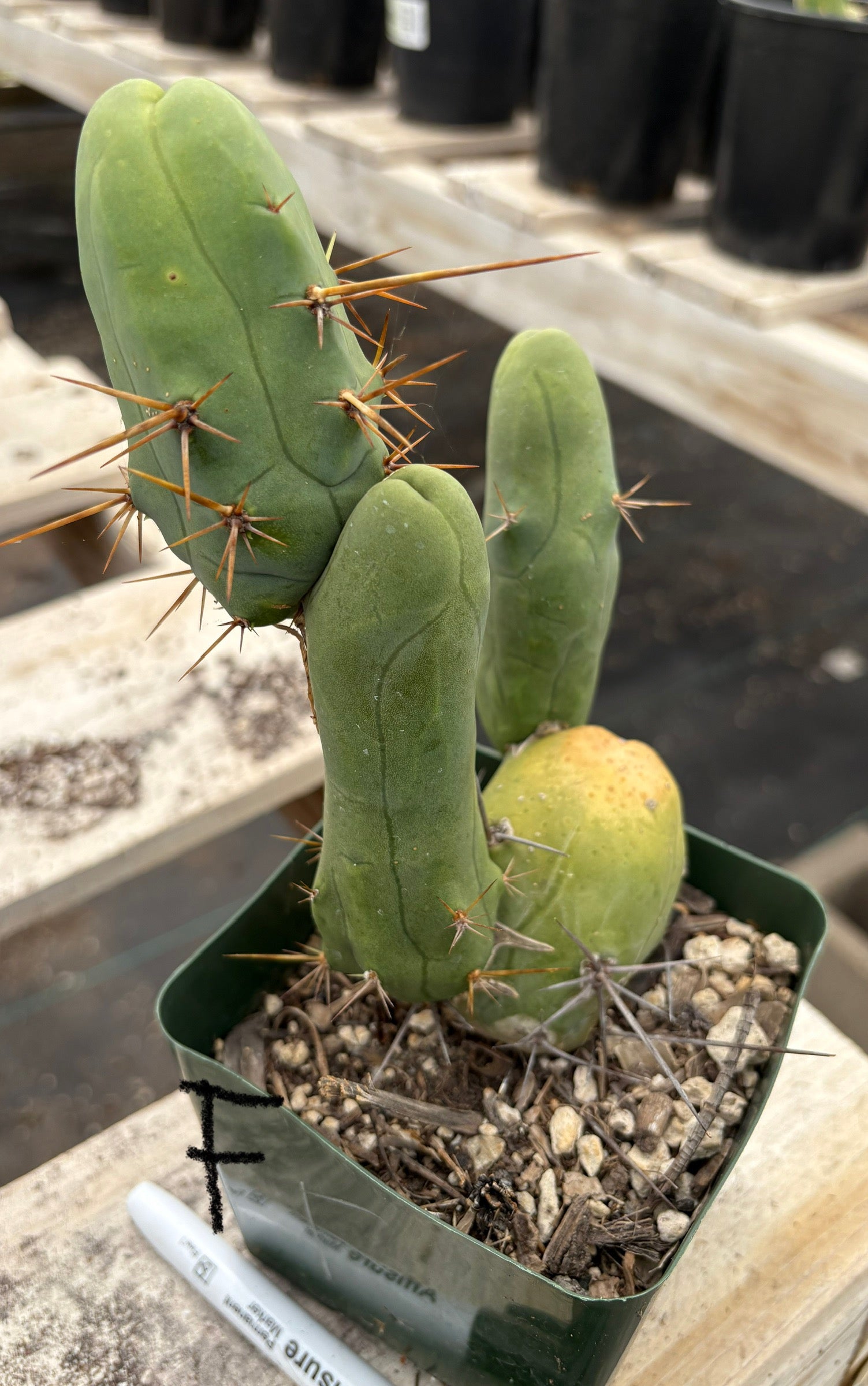 Trichocereus bridgesii forma monstrose TBM inermis aka Ornamental Penis Cactus Plant-Cactus - Medium-The Succulent Source