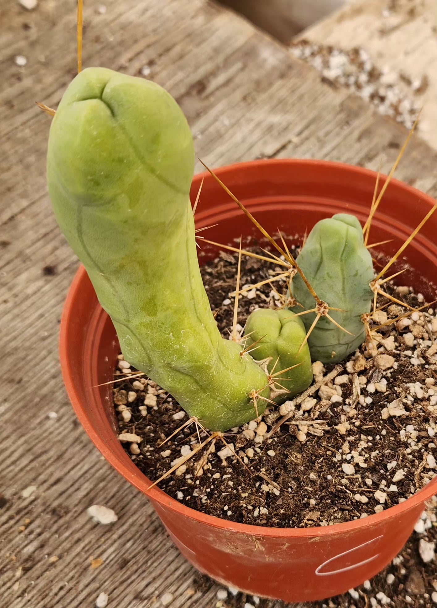 Trichocereus bridgesii forma monstrose TBM inermis aka Ornamental Penis Cactus Plant-Cactus - Medium-The Succulent Source