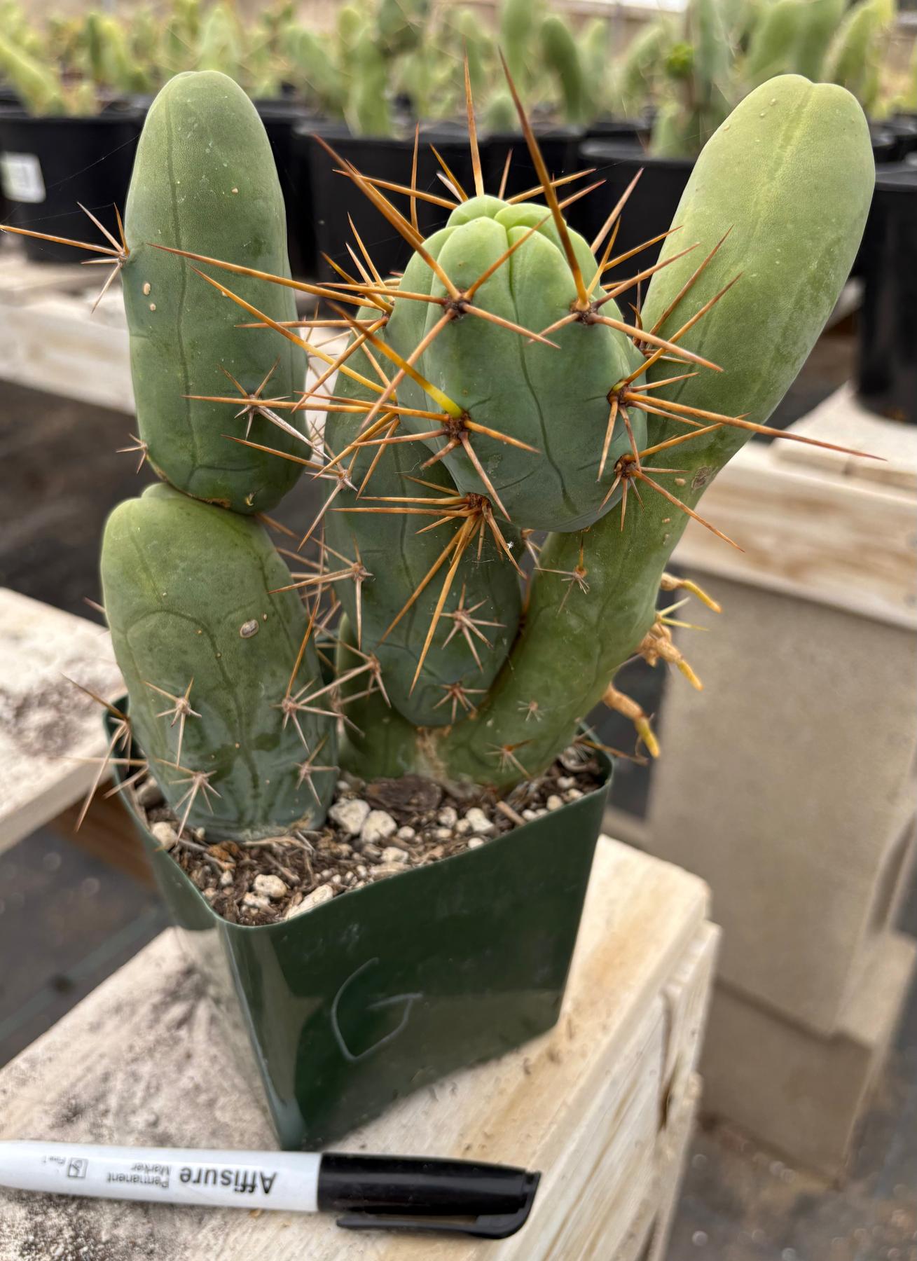Trichocereus bridgesii forma monstrose TBM inermis aka Ornamental Penis Cactus Plant-Cactus - Medium-The Succulent Source