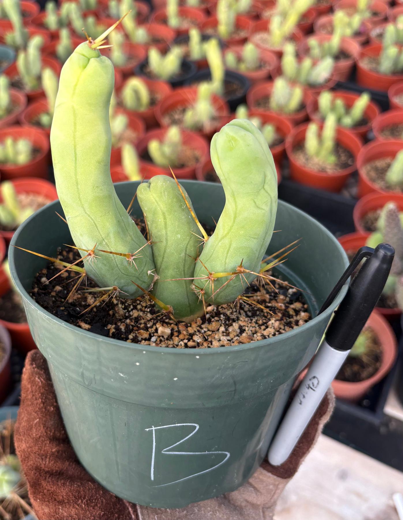 Trichocereus bridgesii forma monstrose TBM inermis aka Ornamental Penis Cactus Plant-Cactus - Medium-The Succulent Source