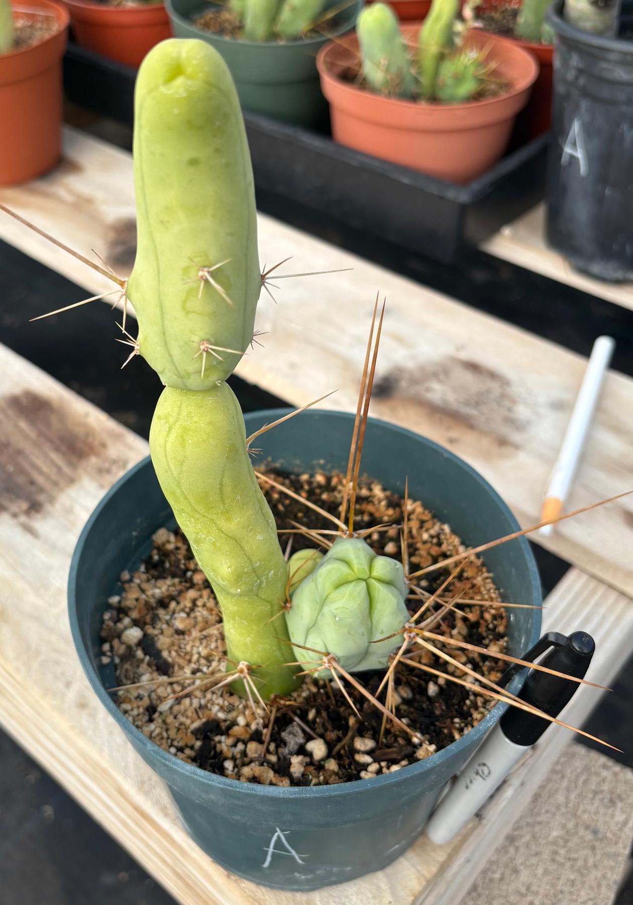 Trichocereus bridgesii forma monstrose TBM inermis aka Ornamental Penis Cactus Plant-Cactus - Medium-The Succulent Source