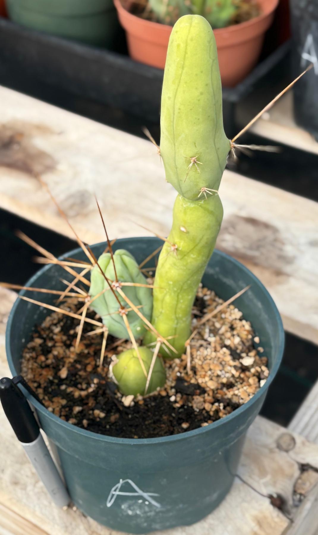 Trichocereus bridgesii forma monstrose TBM inermis aka Ornamental Penis Cactus Plant-Cactus - Medium-The Succulent Source