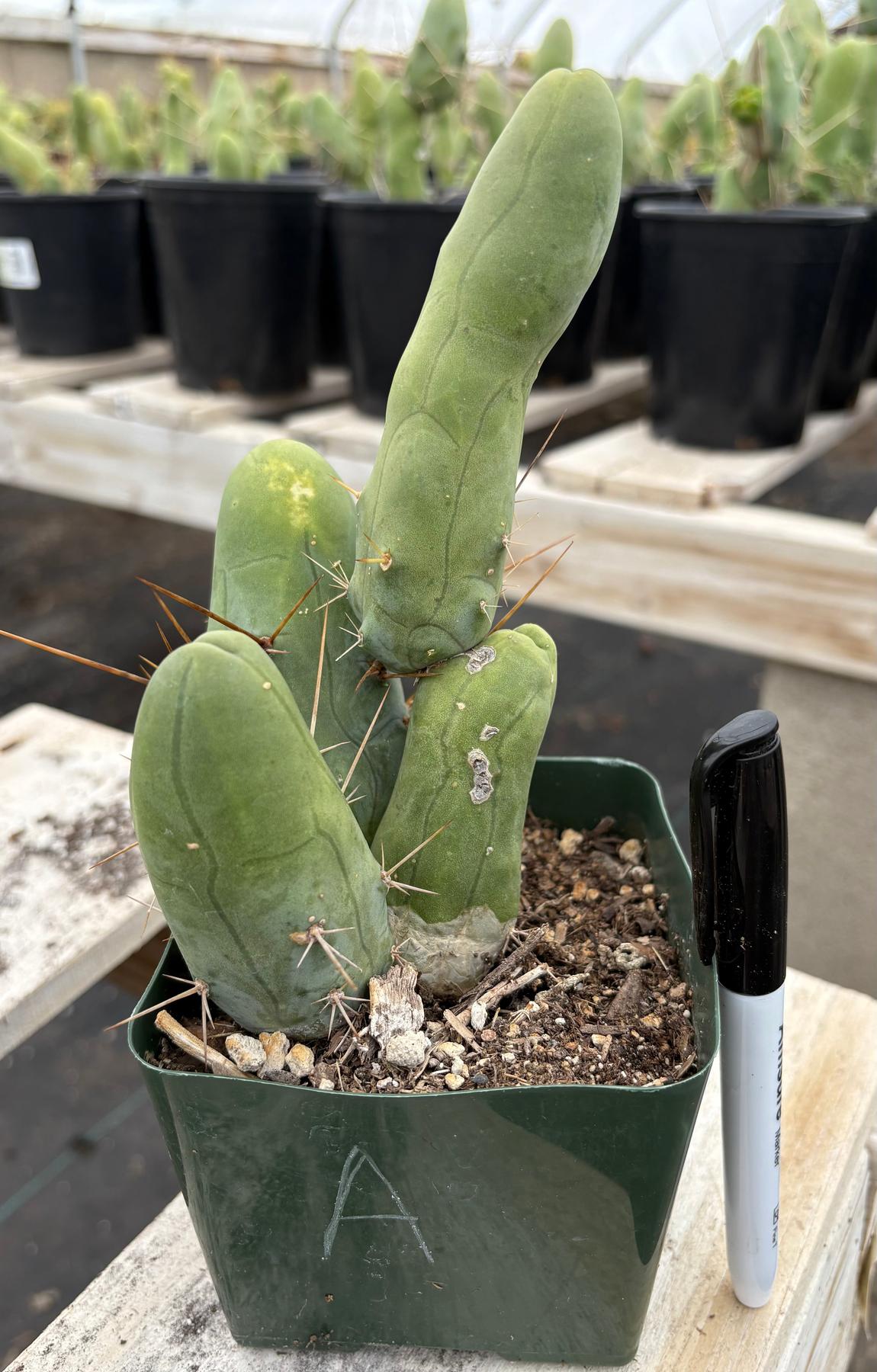 Trichocereus bridgesii forma monstrose TBM inermis aka Ornamental Penis Cactus Plant-Cactus - Medium-The Succulent Source