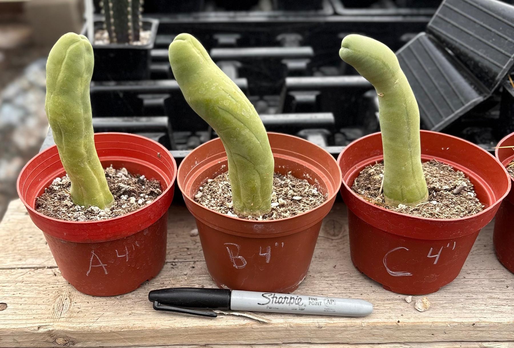 Trichocereus bridgesii forma monstrose TBM inermis aka Ornamental Penis Cactus Plant-Cactus - Medium-The Succulent Source