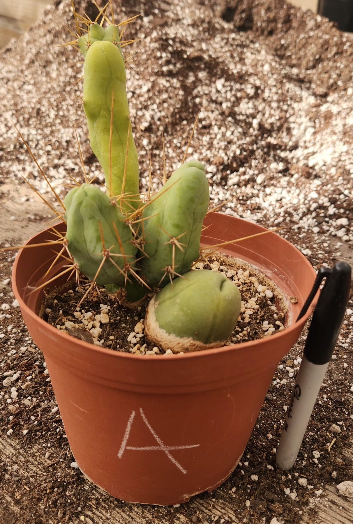 Trichocereus bridgesii forma monstrose TBM inermis aka Ornamental Penis Cactus Plant-Cactus - Medium-The Succulent Source