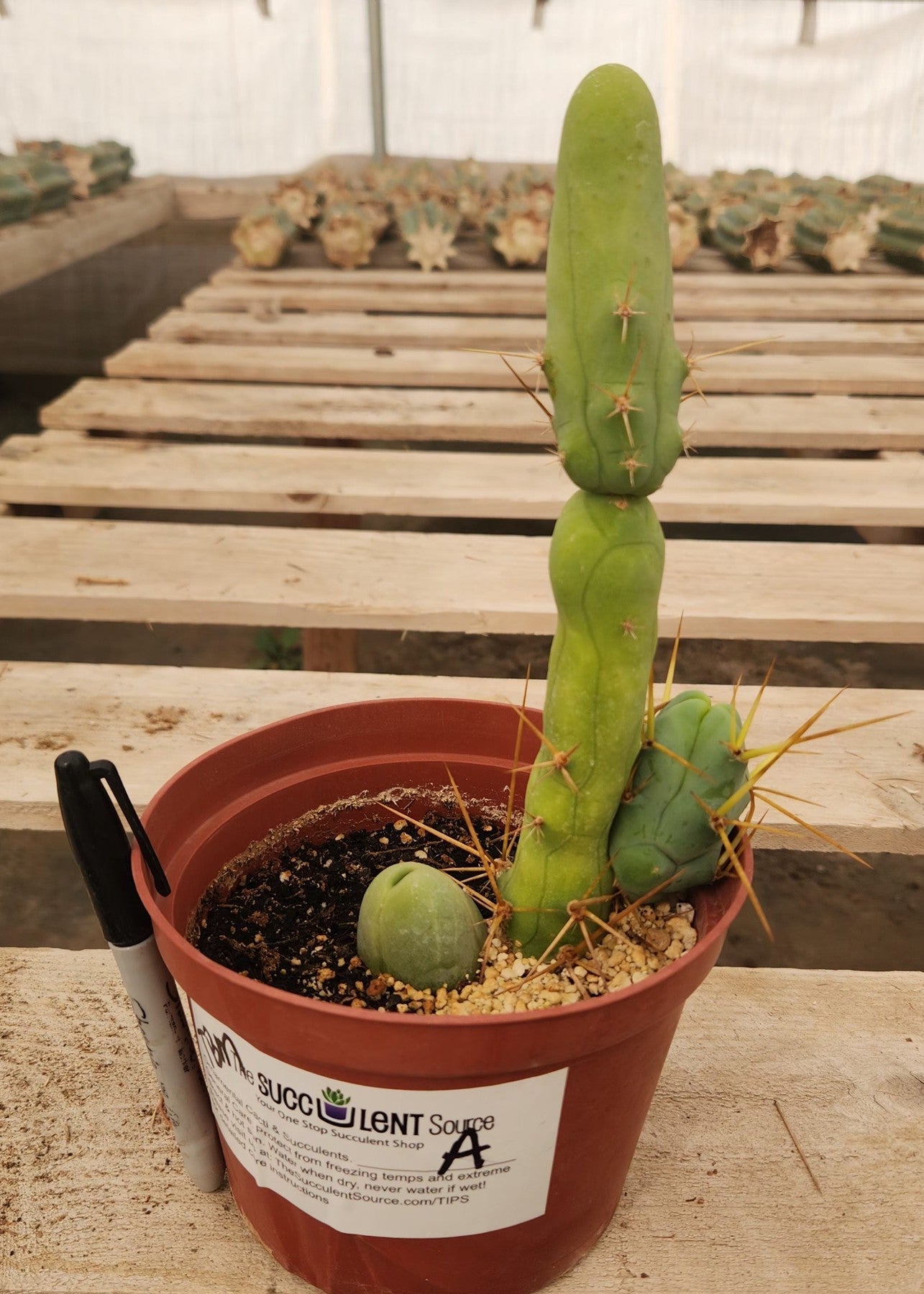 Trichocereus bridgesii forma monstrose TBM inermis aka Ornamental Penis Cactus Plant-Cactus - Medium-The Succulent Source