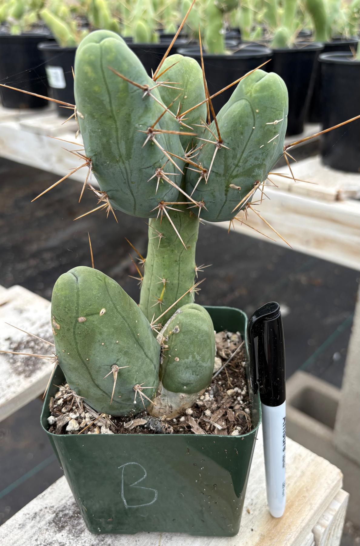Trichocereus bridgesii forma monstrose TBM inermis aka Ornamental Penis Cactus Plant-Cactus - Medium-The Succulent Source