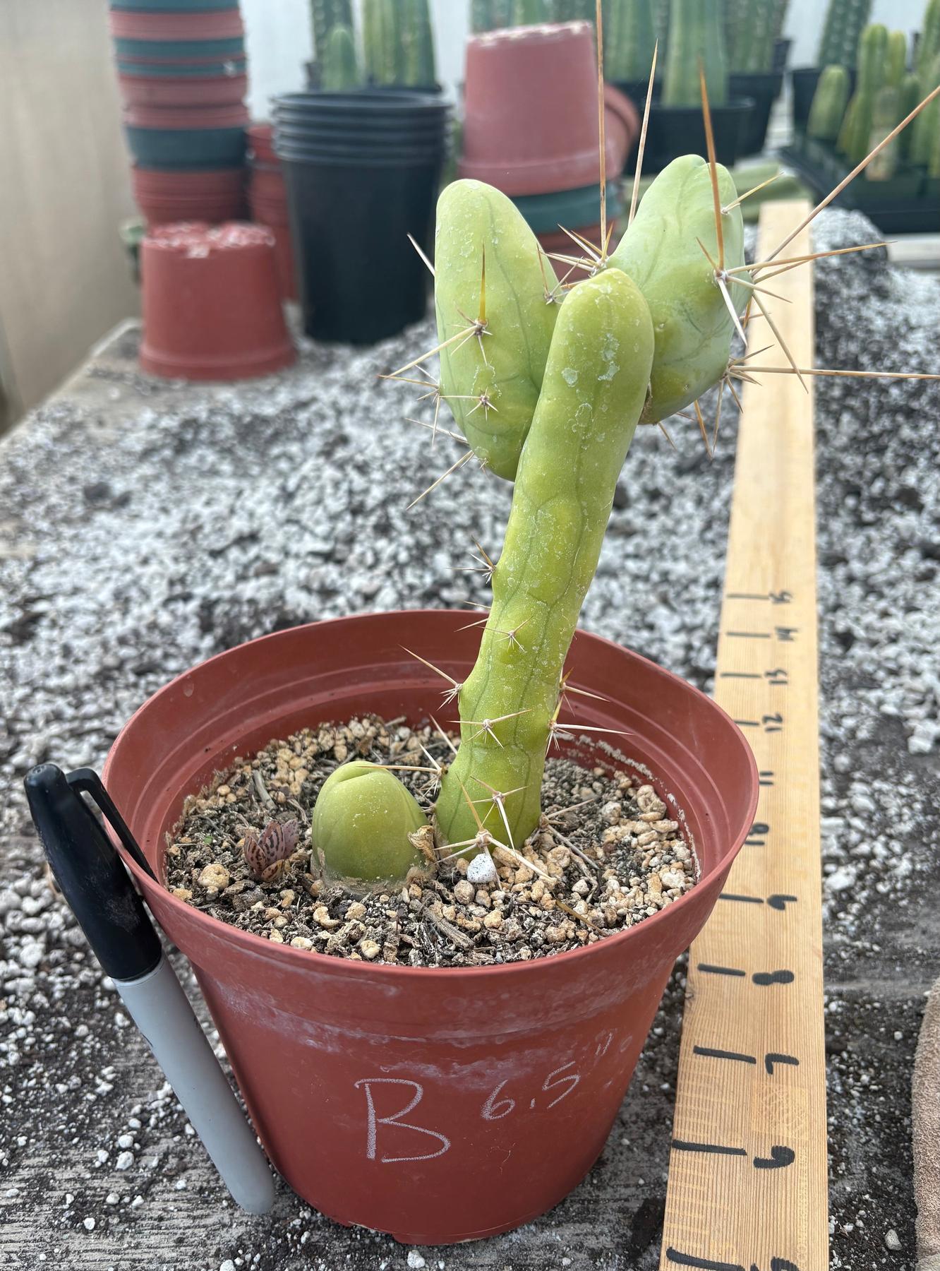 Trichocereus bridgesii forma monstrose TBM inermis aka Ornamental Penis Cactus Plant-Cactus - Medium-The Succulent Source