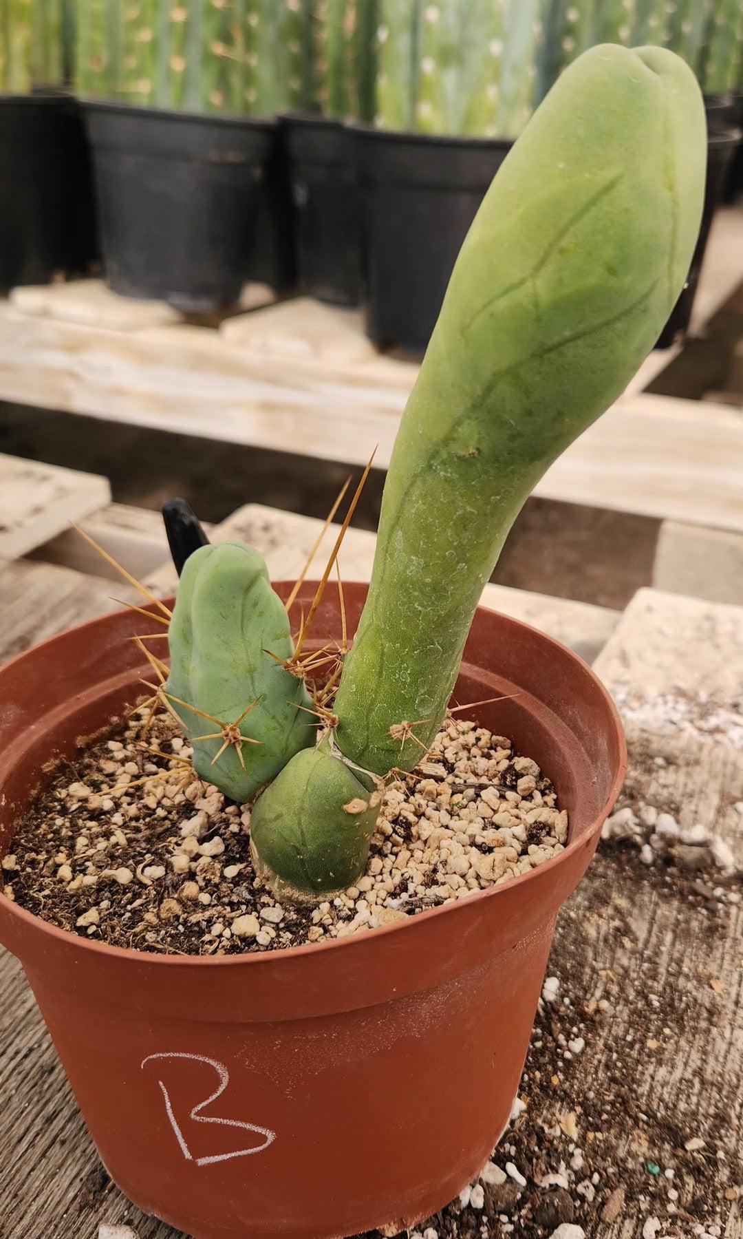 Trichocereus bridgesii forma monstrose TBM inermis aka Ornamental Penis Cactus Plant-Cactus - Medium-The Succulent Source