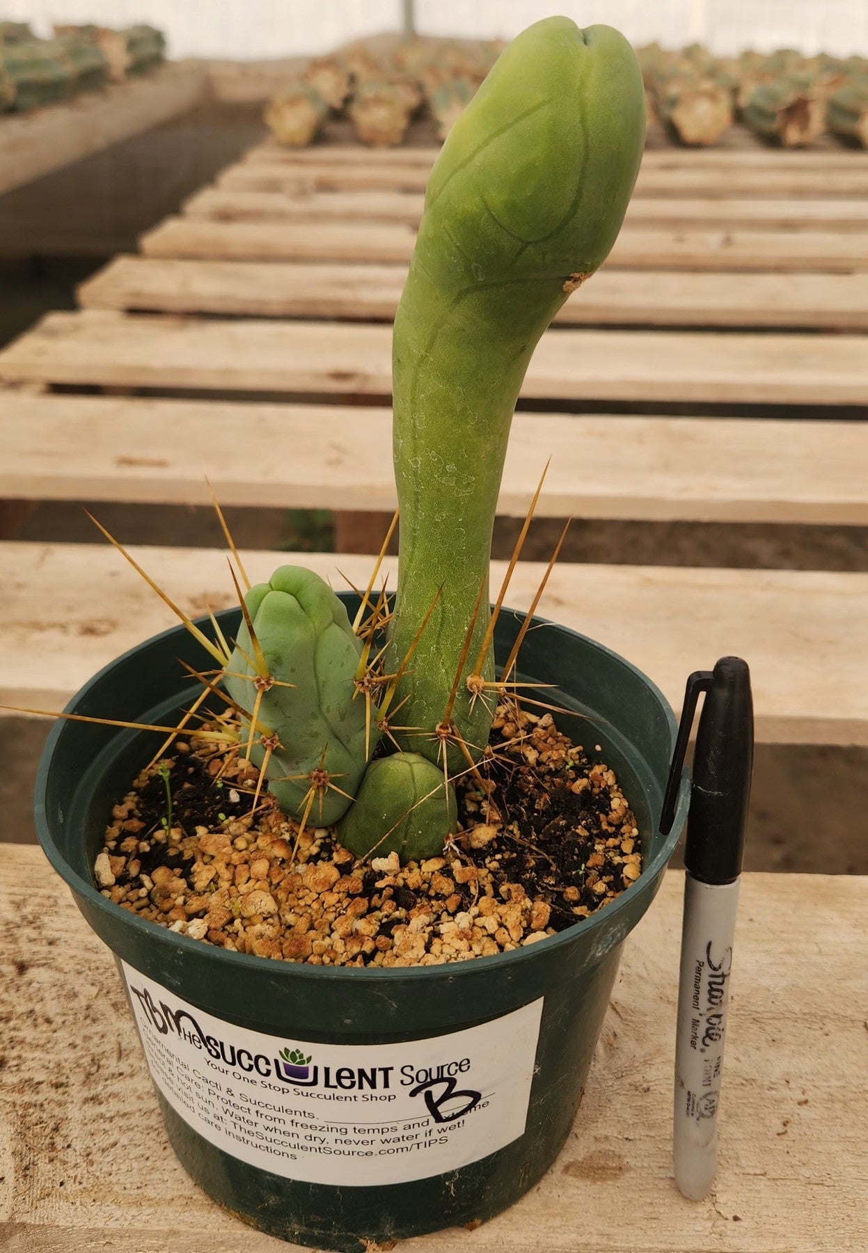 Trichocereus bridgesii forma monstrose TBM inermis aka Ornamental Penis Cactus Plant-Cactus - Medium-The Succulent Source