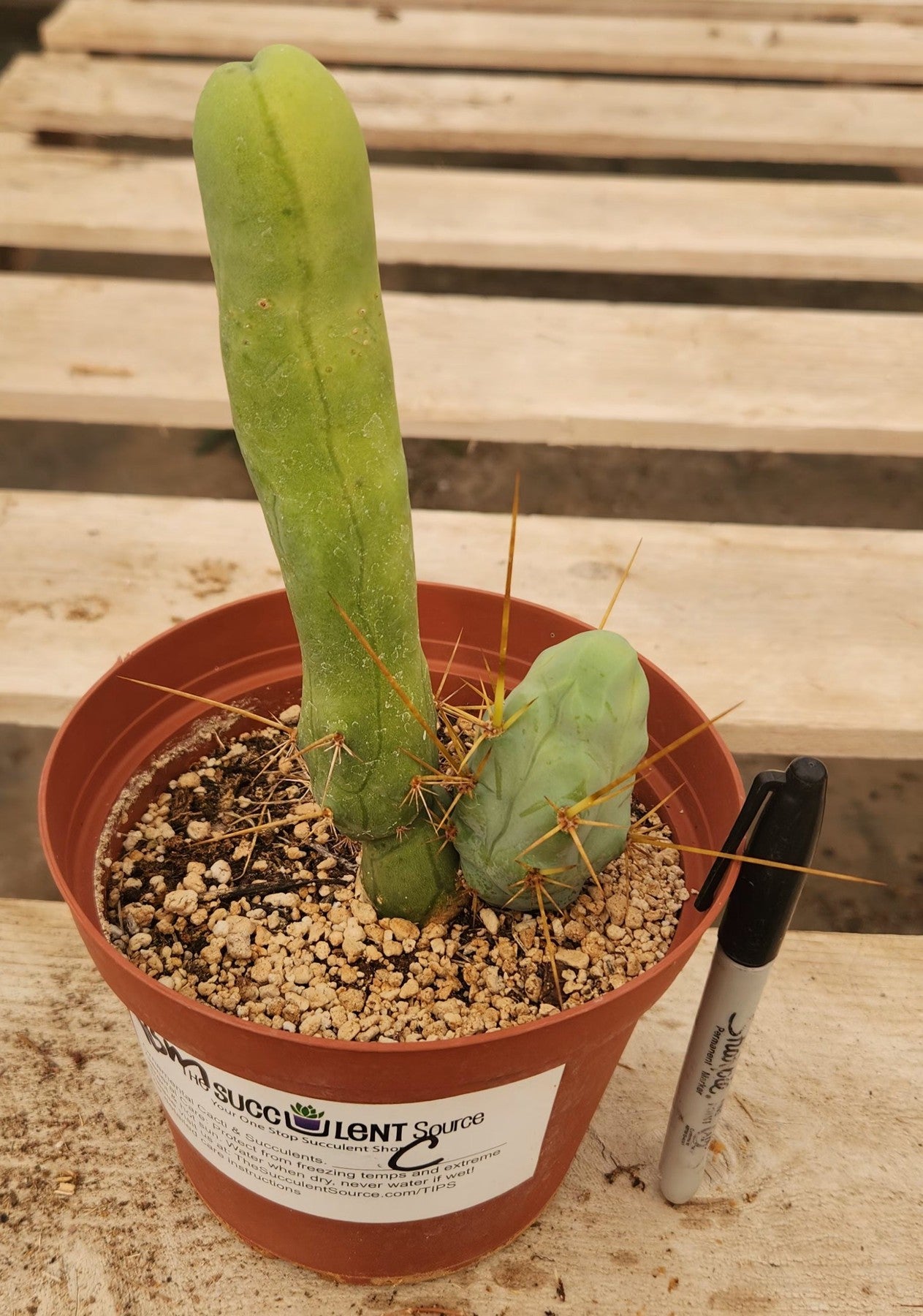 Trichocereus bridgesii forma monstrose TBM inermis aka Ornamental Penis Cactus Plant-Cactus - Medium-The Succulent Source