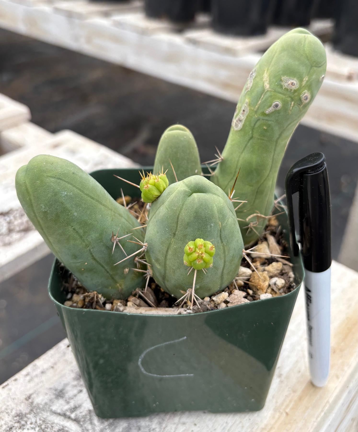 Trichocereus bridgesii forma monstrose TBM inermis aka Ornamental Penis Cactus Plant-Cactus - Medium-The Succulent Source