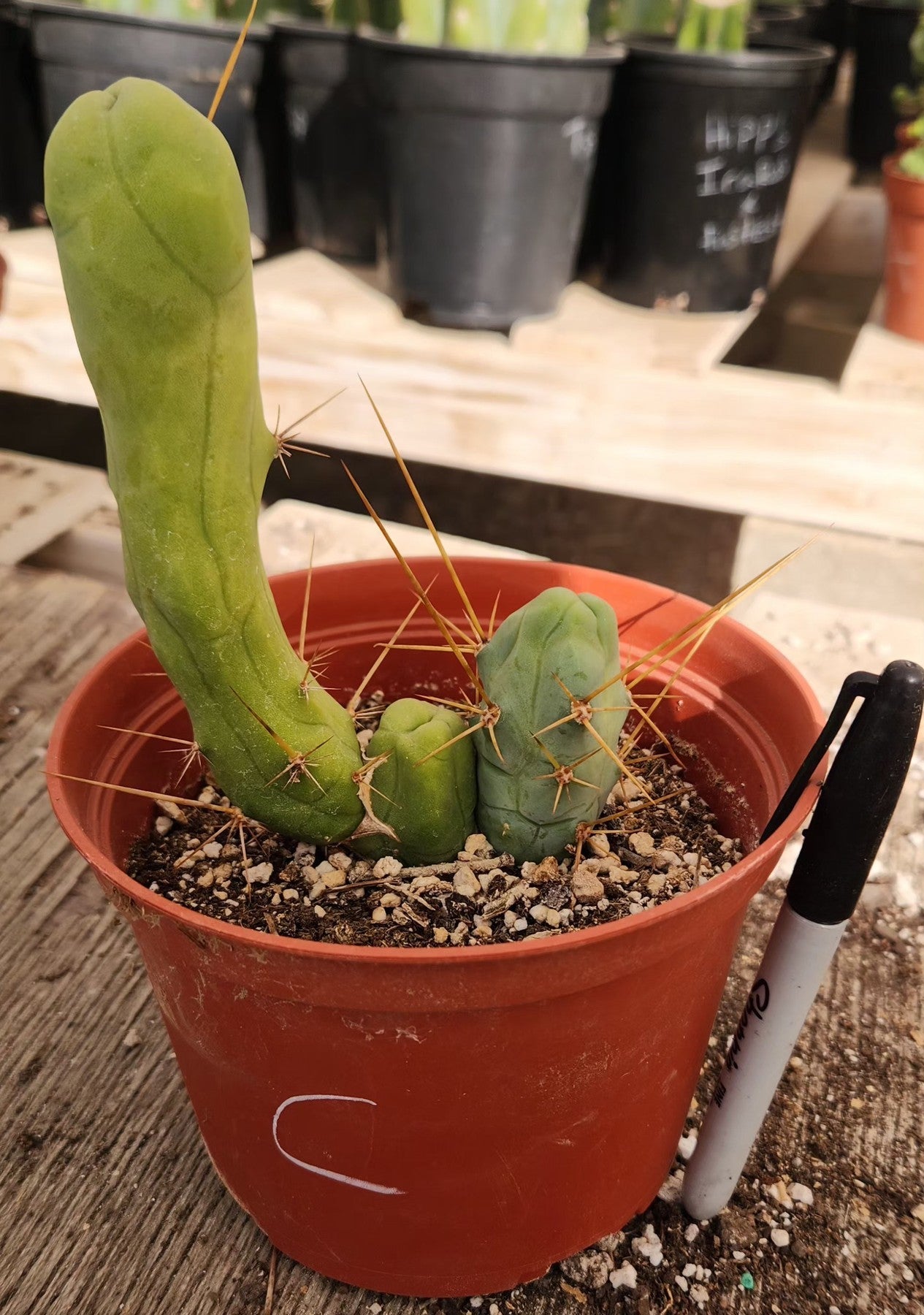 Trichocereus bridgesii forma monstrose TBM inermis aka Ornamental Penis Cactus Plant-Cactus - Medium-The Succulent Source