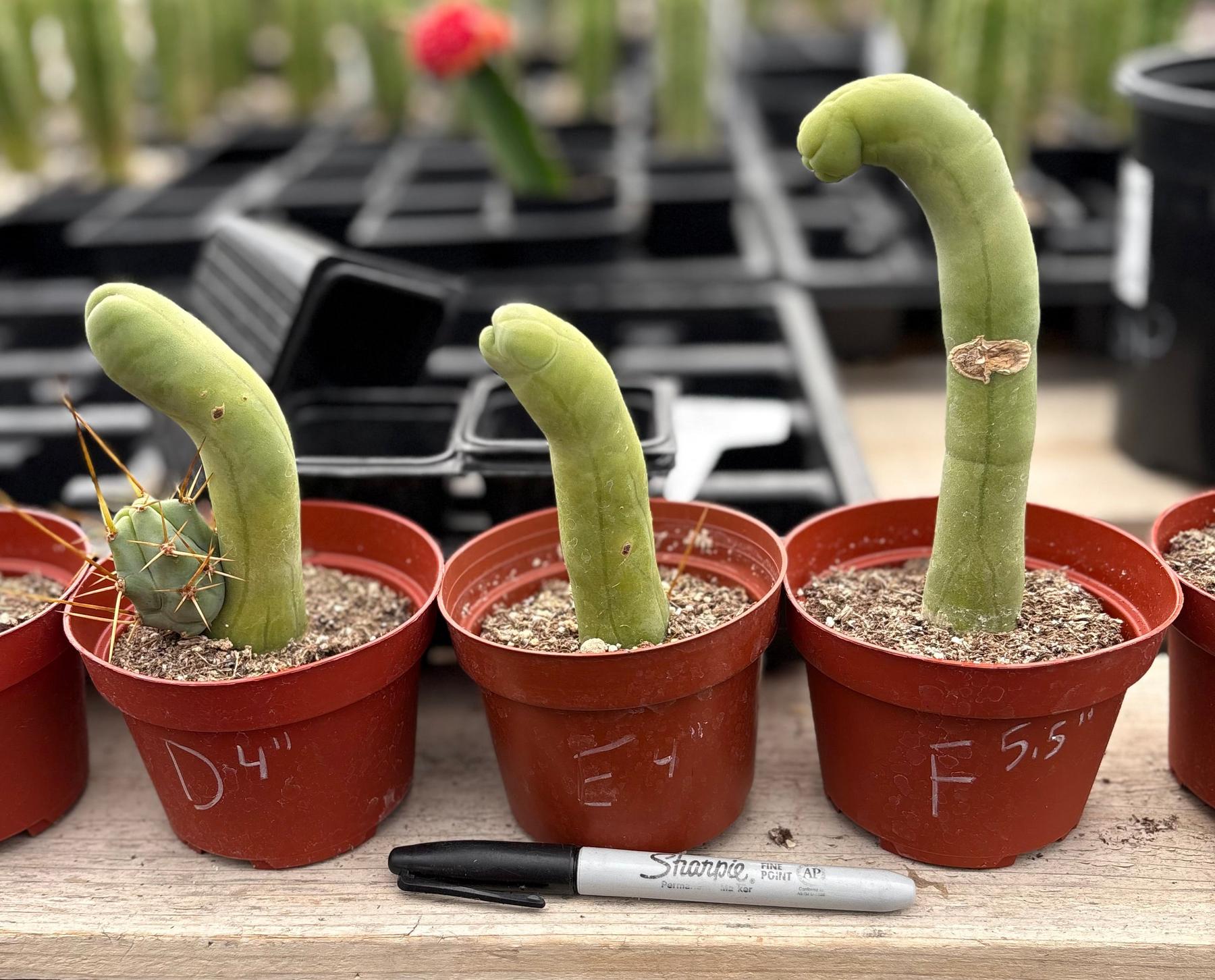Trichocereus bridgesii forma monstrose TBM inermis aka Ornamental Penis Cactus Plant-Cactus - Medium-The Succulent Source