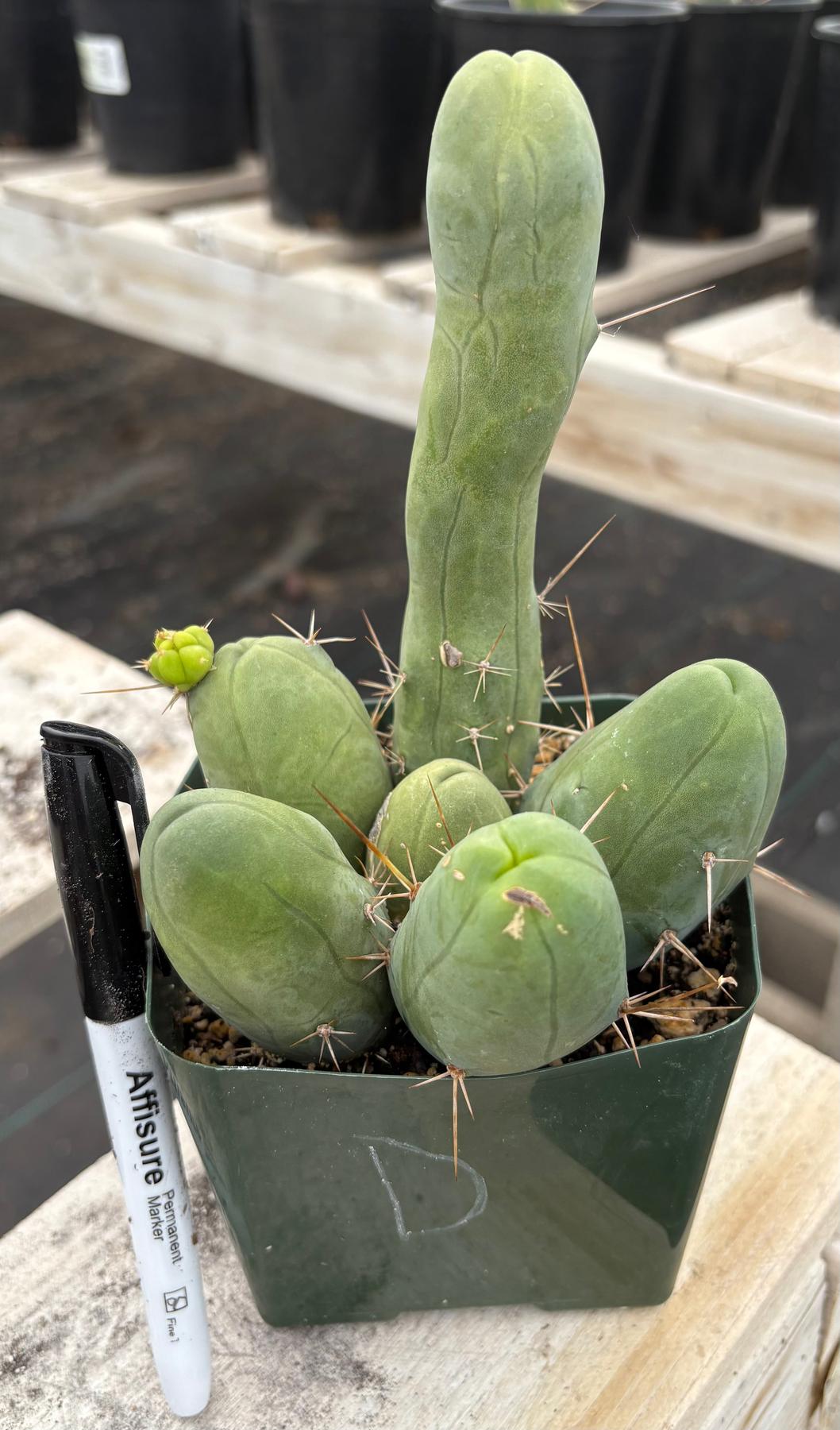 Trichocereus bridgesii forma monstrose TBM inermis aka Ornamental Penis Cactus Plant-Cactus - Medium-The Succulent Source
