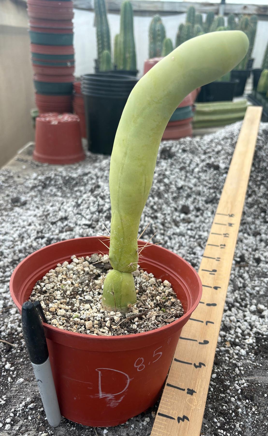 Trichocereus bridgesii forma monstrose TBM inermis aka Ornamental Penis Cactus Plant-Cactus - Medium-The Succulent Source