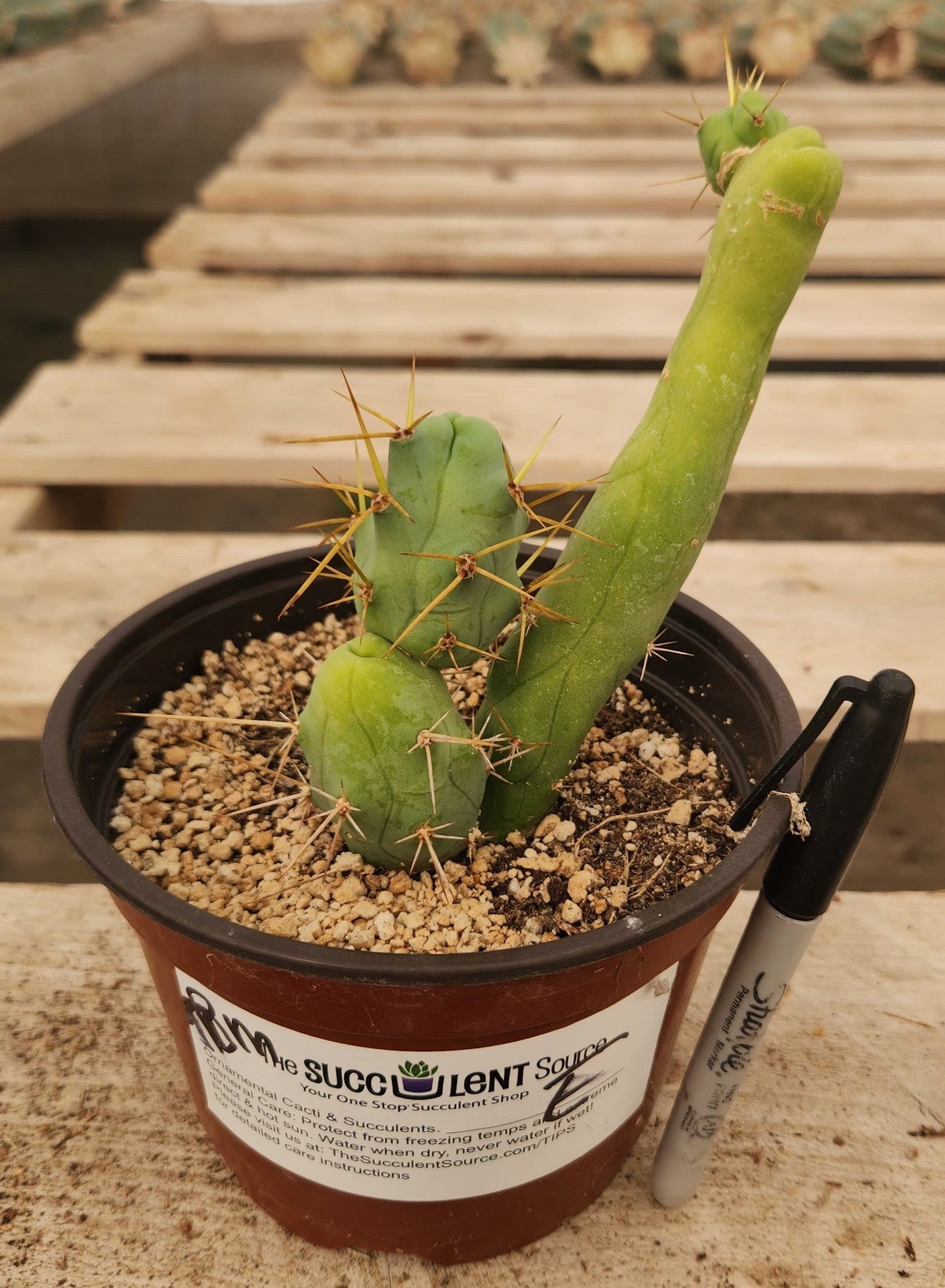 Trichocereus bridgesii forma monstrose TBM inermis aka Ornamental Penis Cactus Plant-Cactus - Medium-The Succulent Source