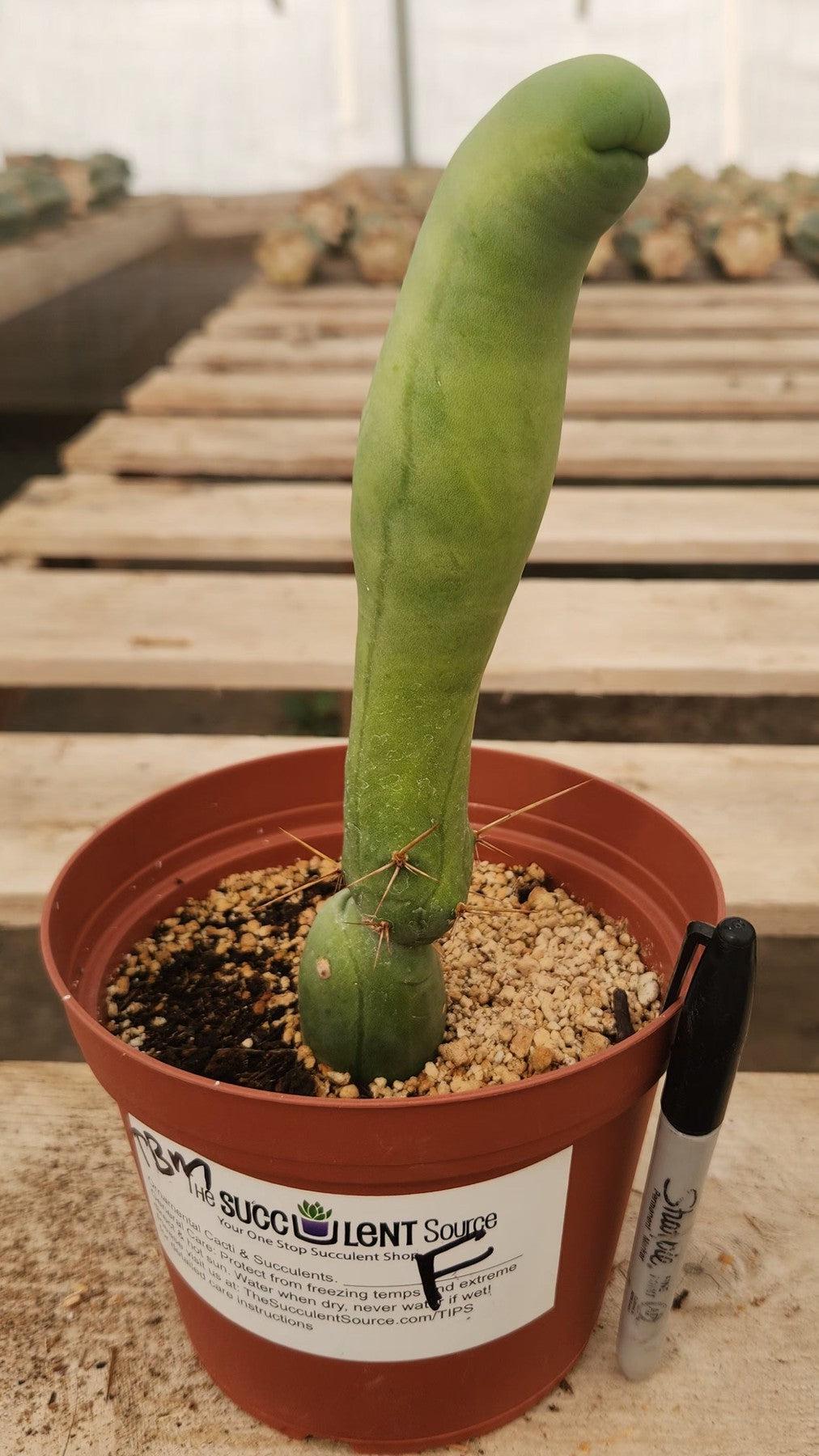 Trichocereus bridgesii forma monstrose TBM inermis aka Ornamental Penis Cactus Plant-Cactus - Medium-The Succulent Source