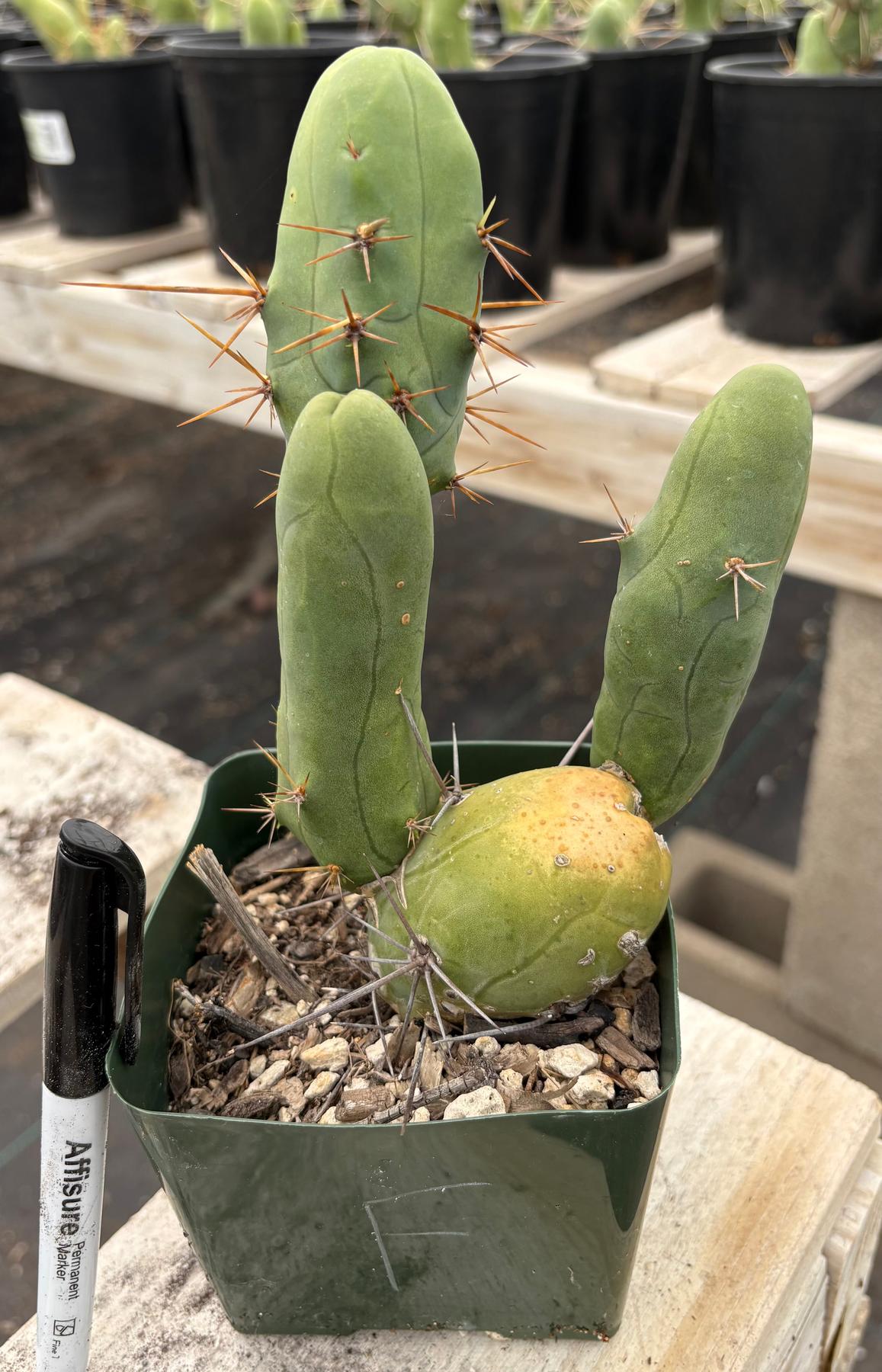 Trichocereus bridgesii forma monstrose TBM inermis aka Ornamental Penis Cactus Plant-Cactus - Medium-The Succulent Source