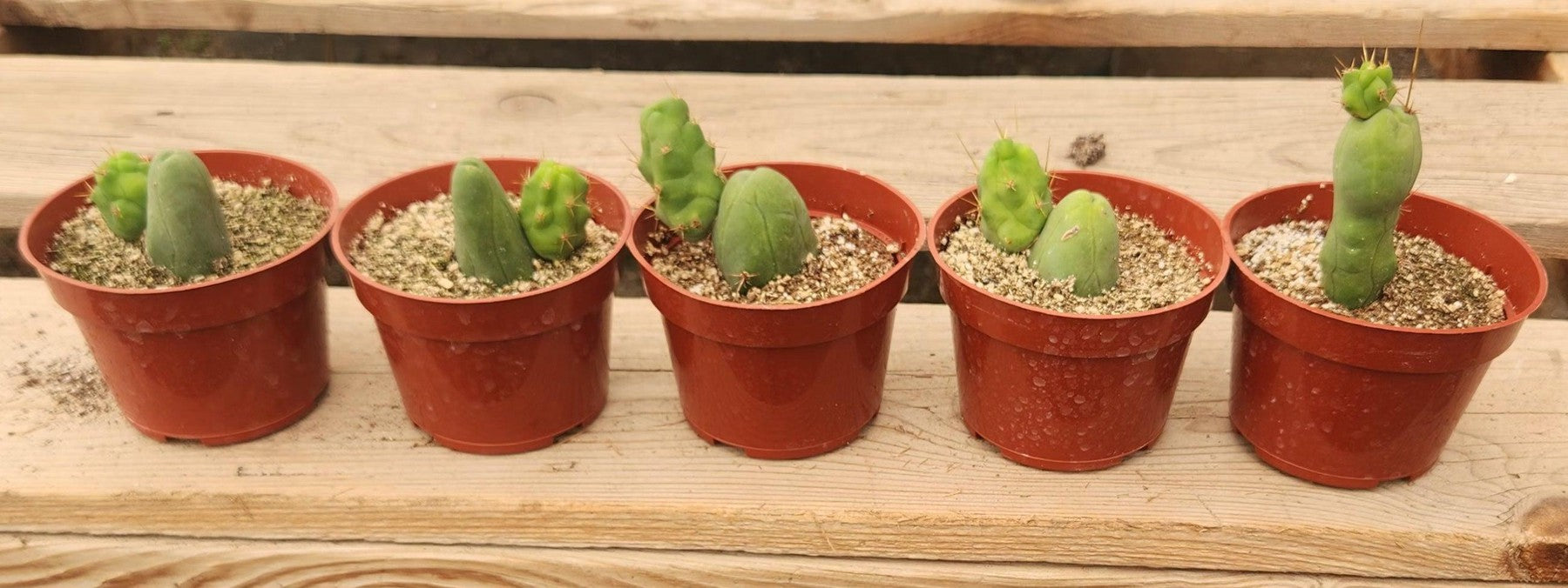 Trichocereus bridgesii forma monstrose TBM inermis aka Ornamental Penis Cactus Plant-Cactus - Medium-The Succulent Source