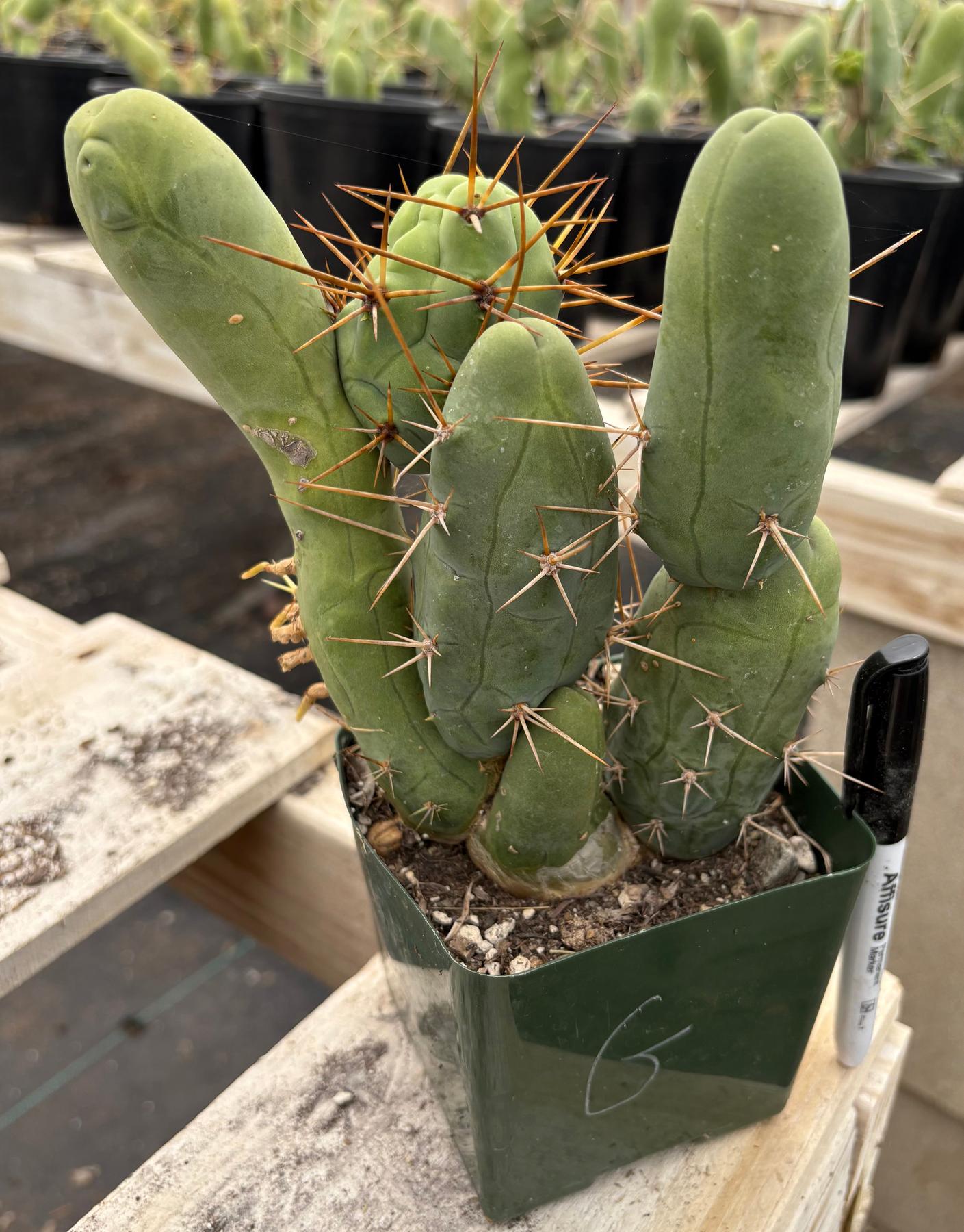 Trichocereus bridgesii forma monstrose TBM inermis aka Ornamental Penis Cactus Plant-Cactus - Medium-The Succulent Source