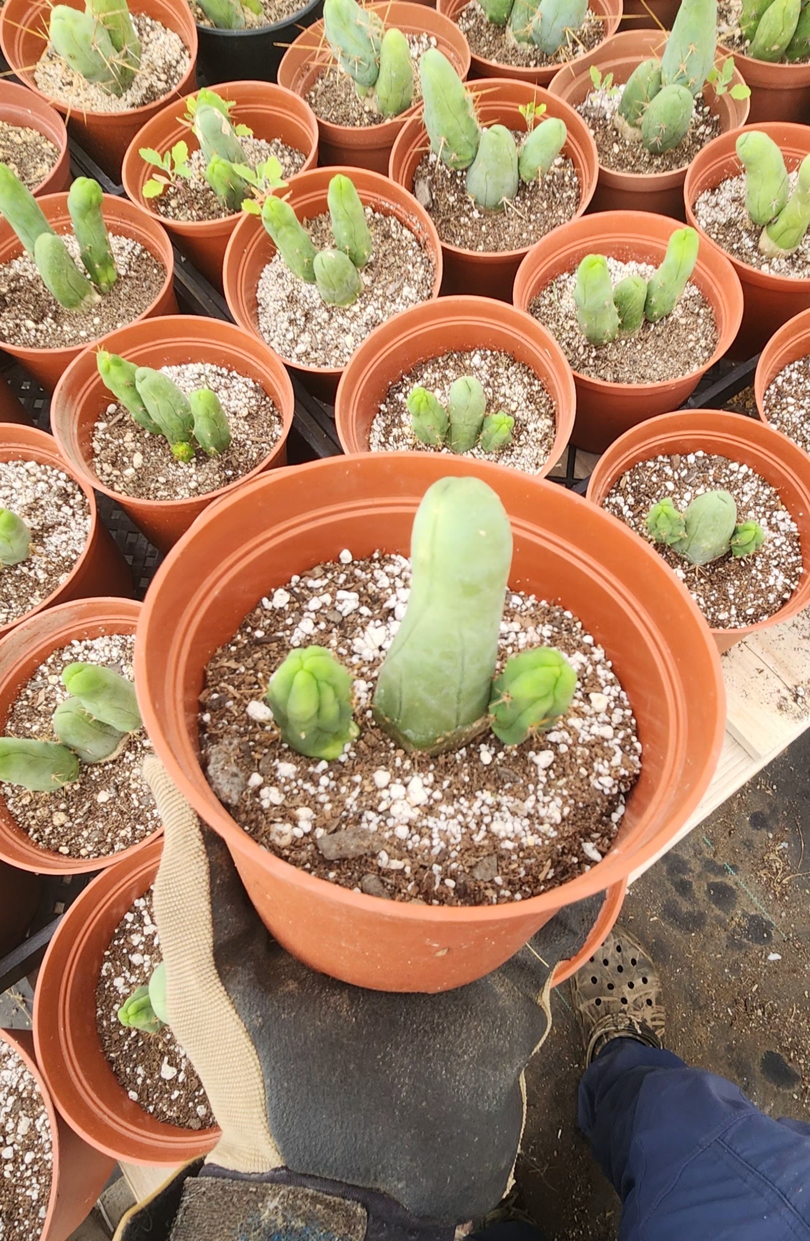 Trichocereus bridgesii forma monstrose TBM inermis aka Ornamental Penis Cactus Plant-Cactus - Medium-The Succulent Source