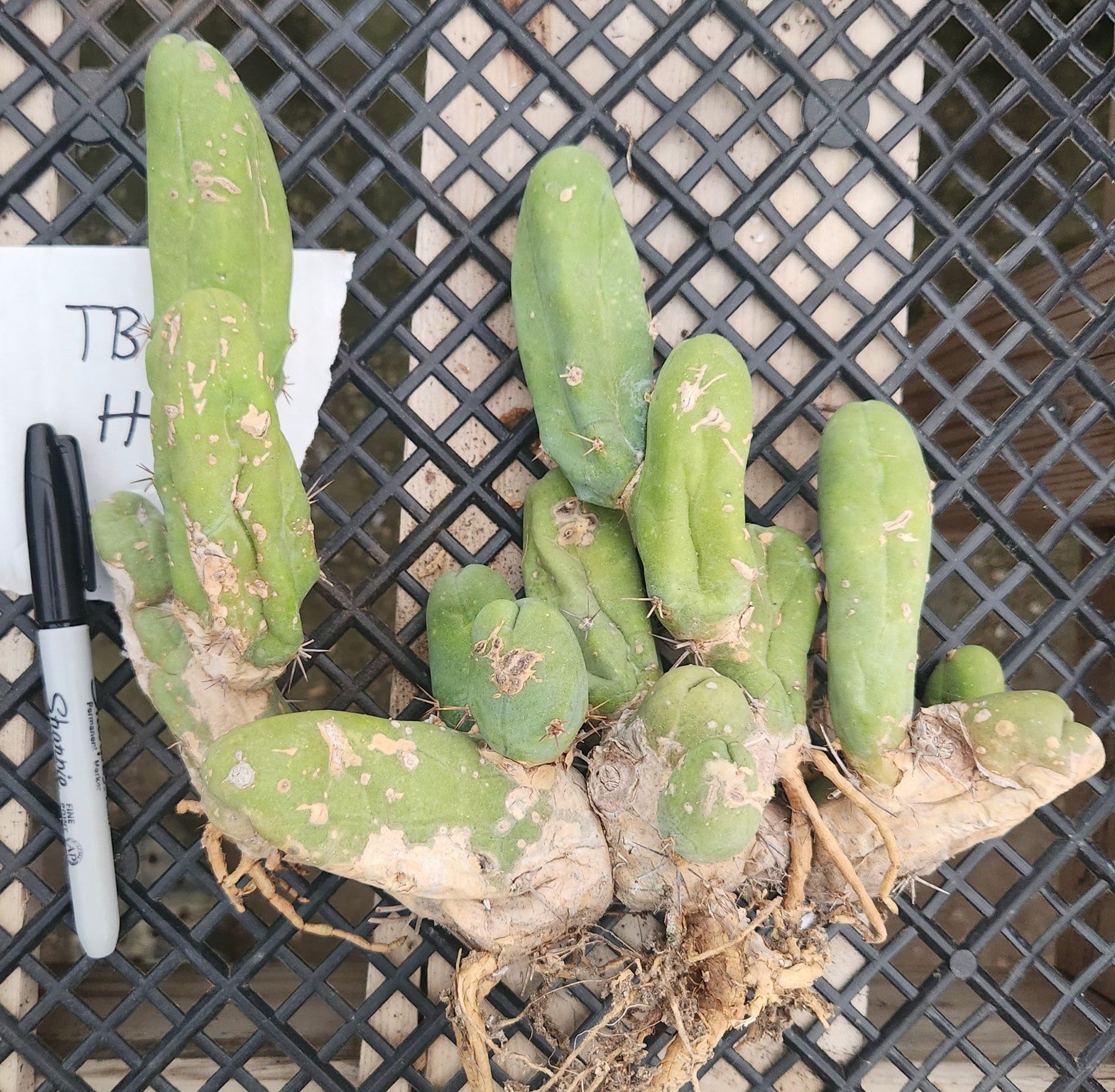 Trichocereus bridgesii forma monstrose TBM inermis aka Ornamental Penis  Cactus Plant - Wedding Succulent Favors & Cactus for Sale