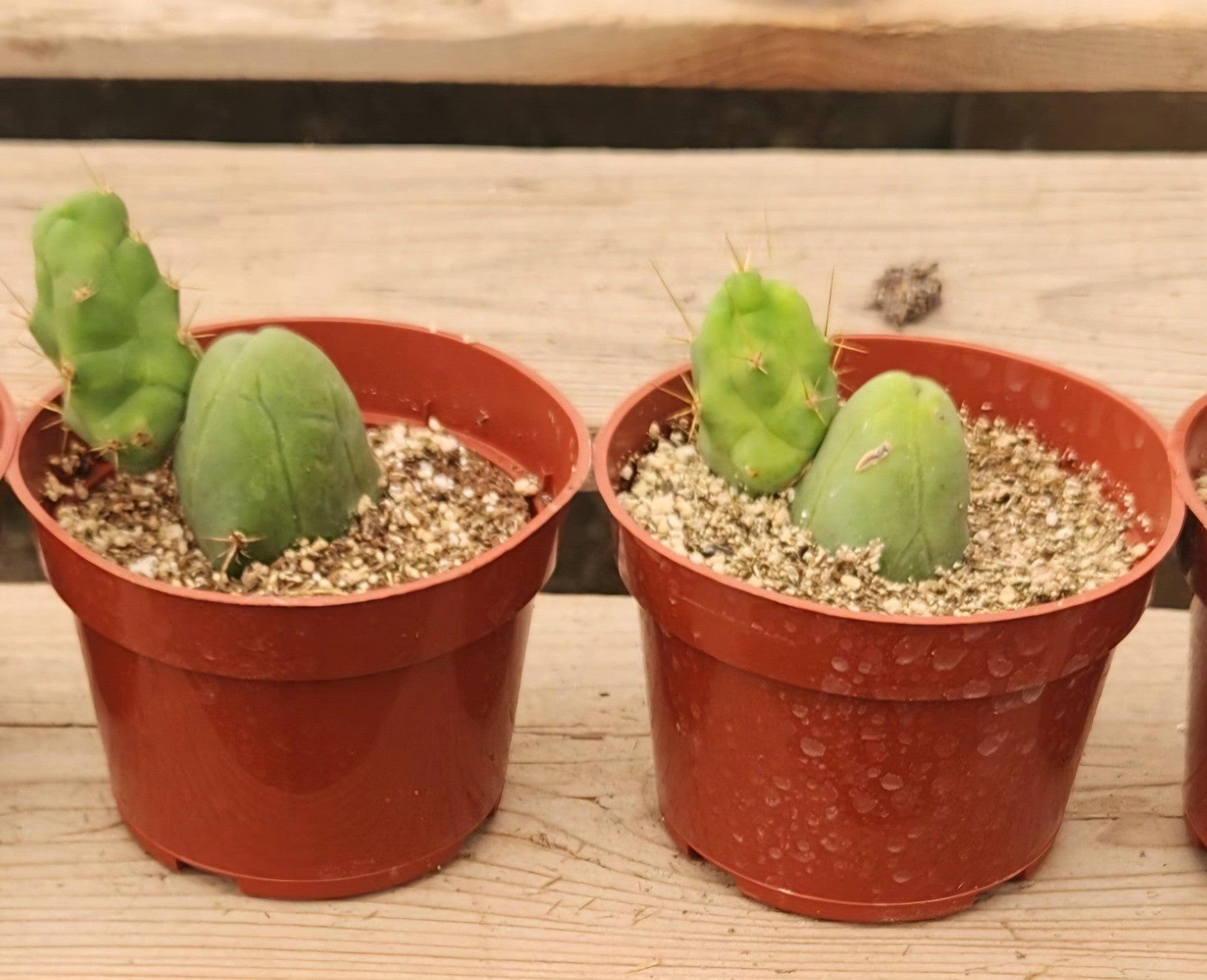 Trichocereus bridgesii forma monstrose TBM inermis aka Ornamental Penis Cactus Plant-Cactus - Medium-The Succulent Source