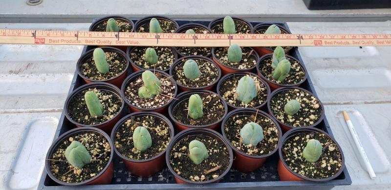 Bridgesii - 