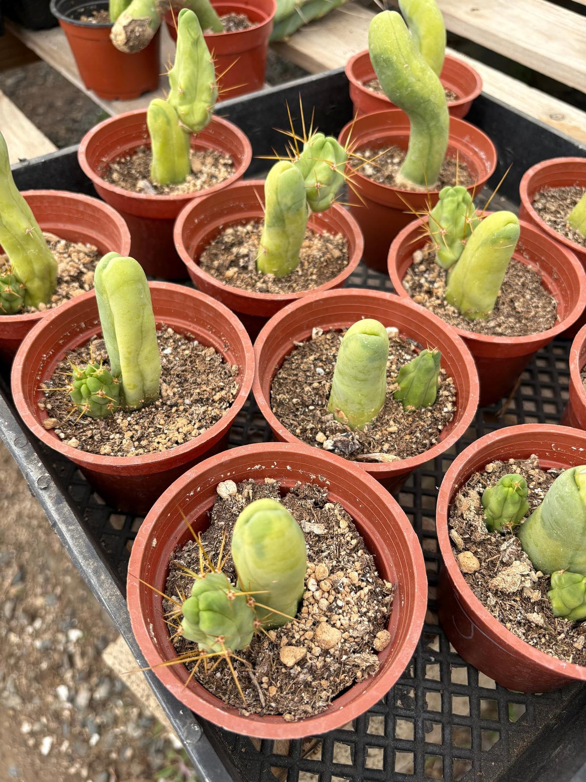 Trichocereus bridgesii monstrose TBM aka Penis Cactus Plant-Cactus - Medium-The Succulent Source