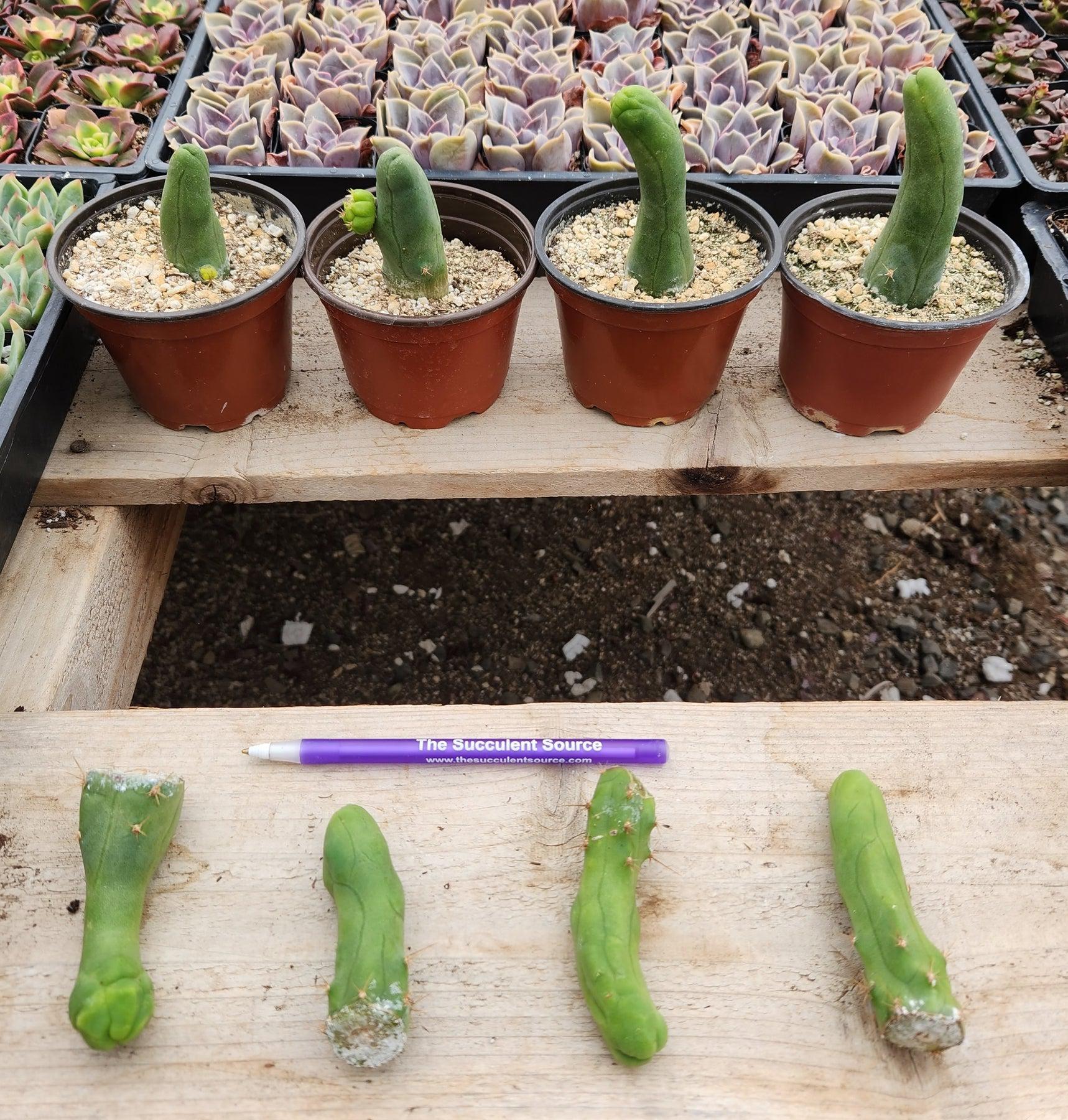 Trichocereus bridgesii forma monstrose TBM inermis aka Ornamental Penis Cactus Plant-Cactus - Medium-The Succulent Source