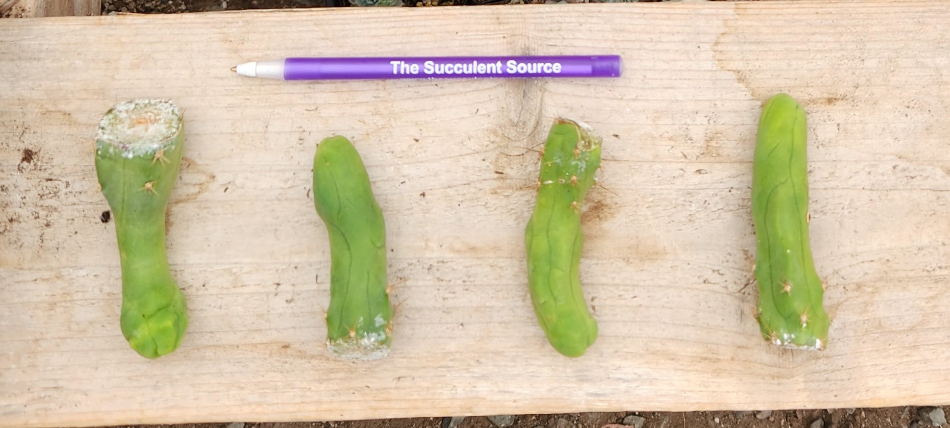 Trichocereus bridgesii forma monstrose TBM inermis aka Ornamental Penis Cactus Plant-Cactus - Medium-The Succulent Source