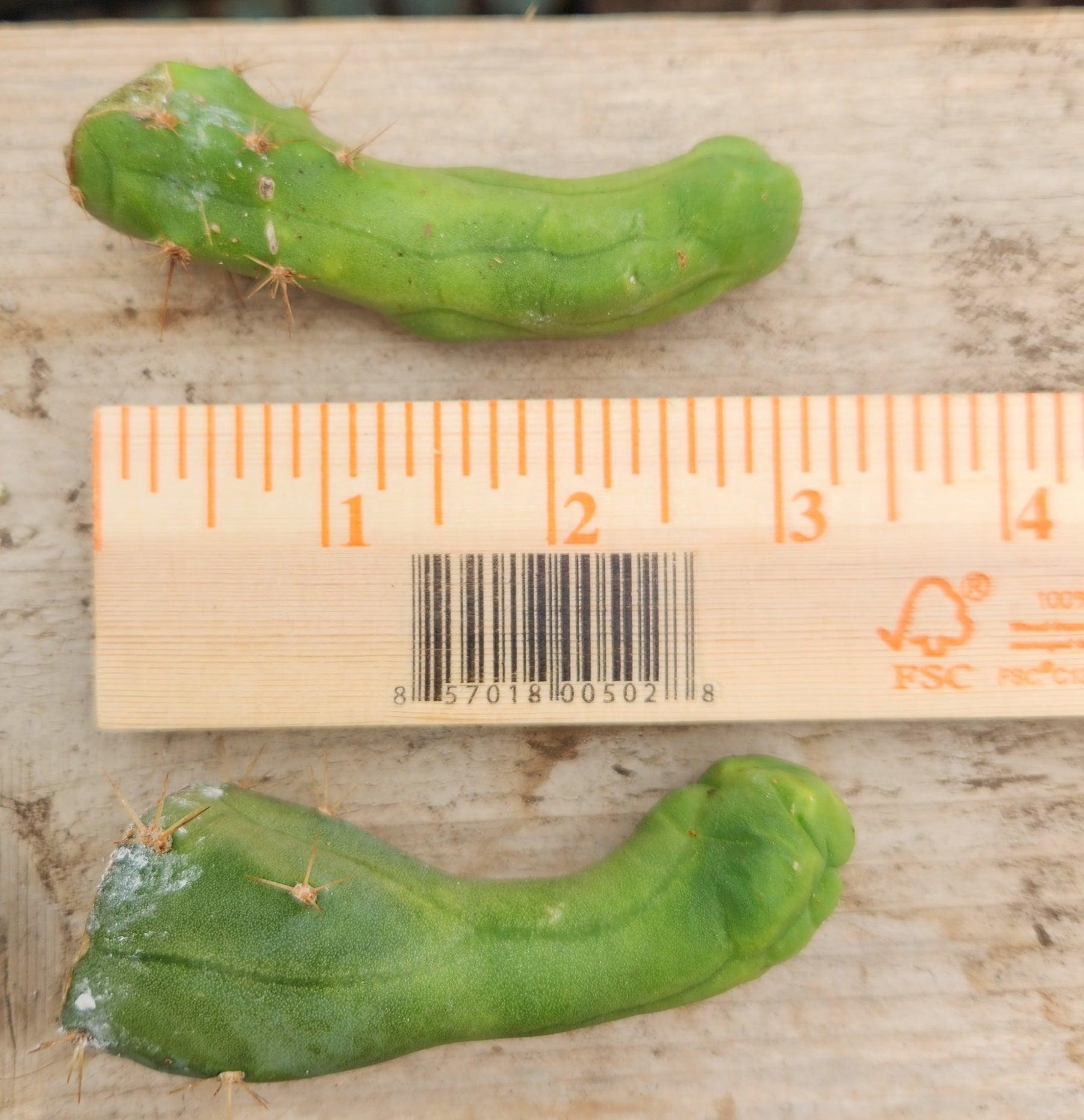 Trichocereus bridgesii forma monstrose TBM inermis aka Ornamental Penis Cactus Plant-Cactus - Medium-The Succulent Source