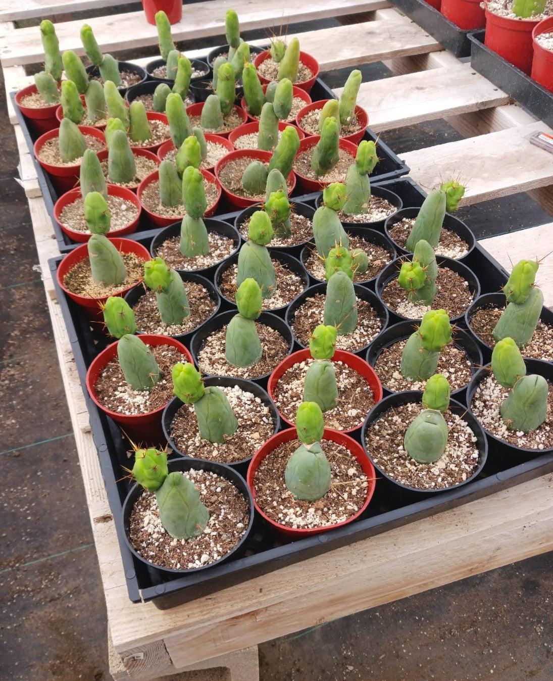 Trichocereus bridgesii forma monstrose TBM inermis aka Ornamental Penis Cactus Plant-Cactus - Medium-The Succulent Source