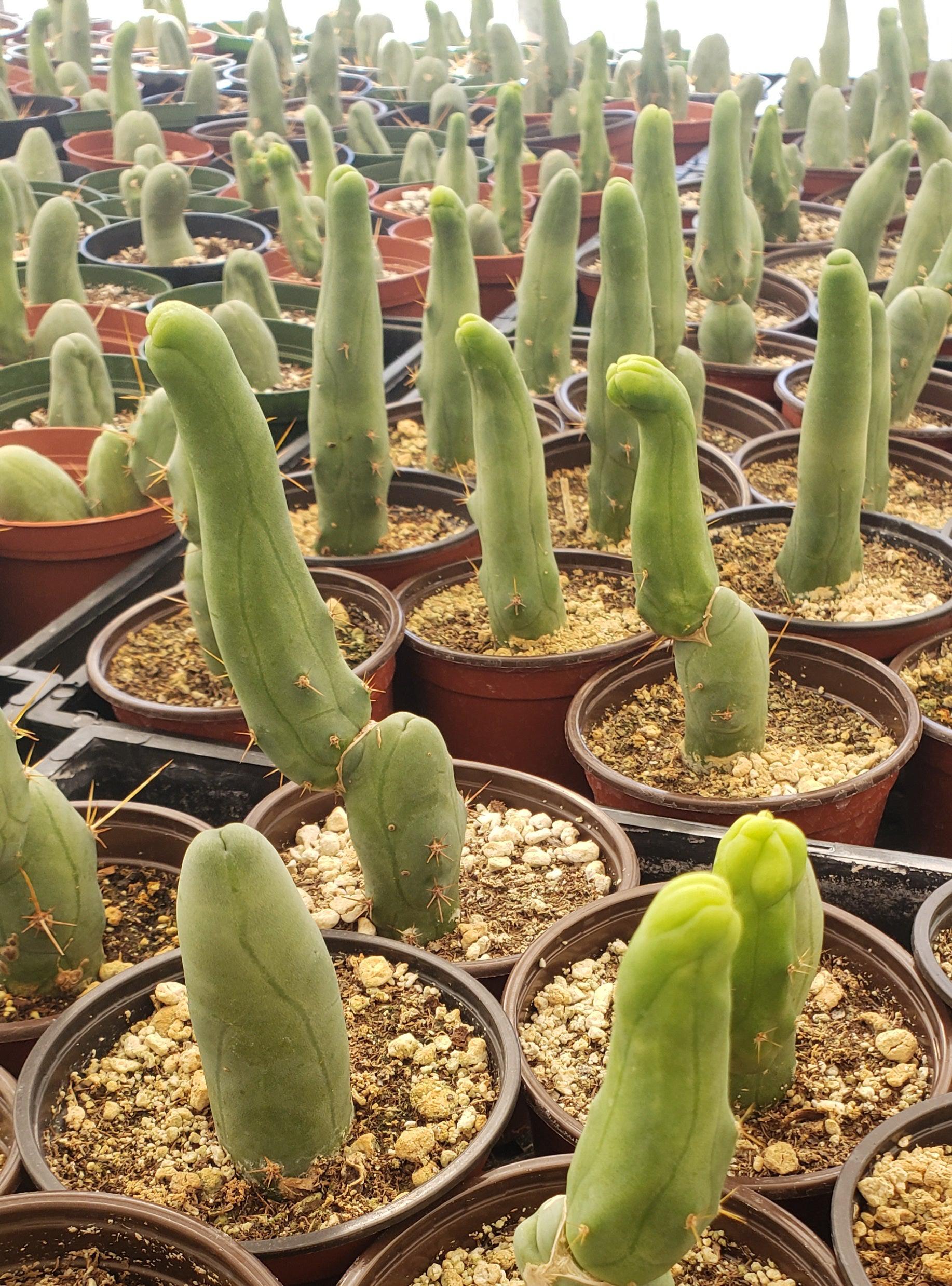 Trichocereus bridgesii forma monstrose TBM inermis aka Ornamental Penis Cactus Plant-Cactus - Medium-The Succulent Source