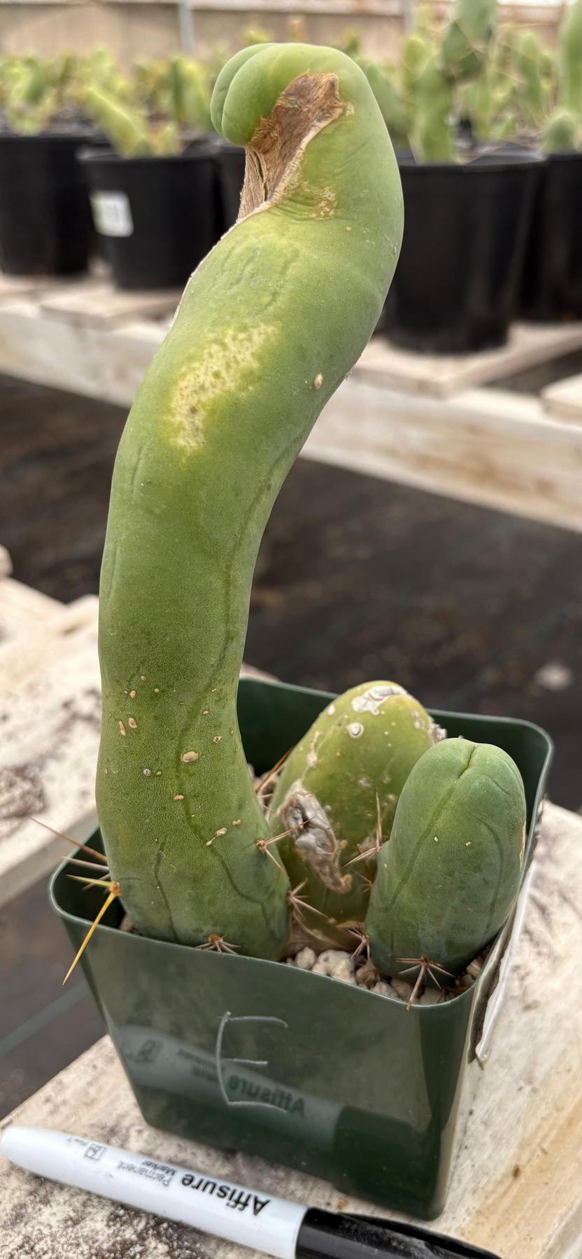 Trichocereus bridgesii forma monstrose TBM inermis aka Ornamental Penis Cactus Plant-Cactus - Medium-The Succulent Source