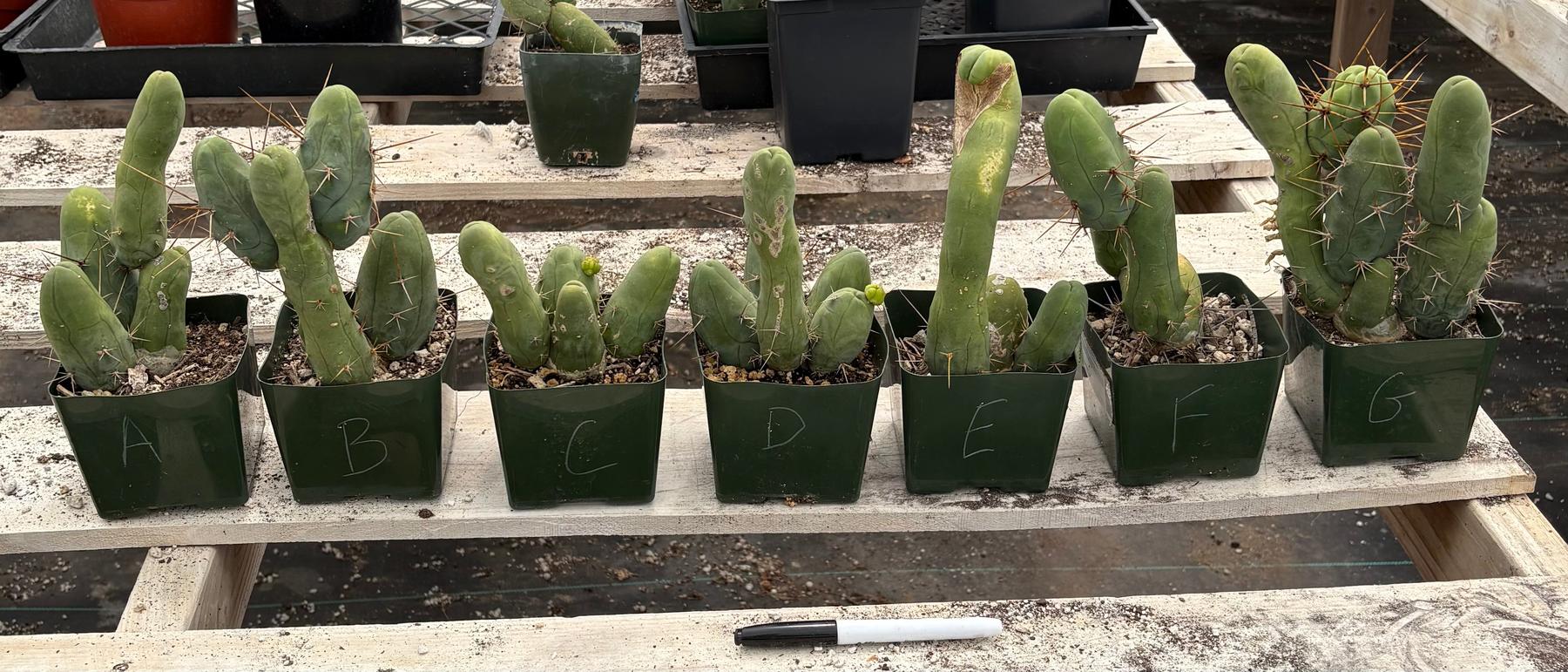 Trichocereus bridgesii forma monstrose TBM inermis aka Ornamental Penis Cactus Plant-Cactus - Medium-The Succulent Source